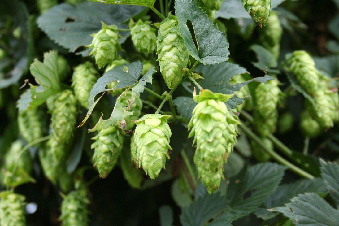 Hops Wallpapers - Top Free Hops Backgrounds - WallpaperAccess