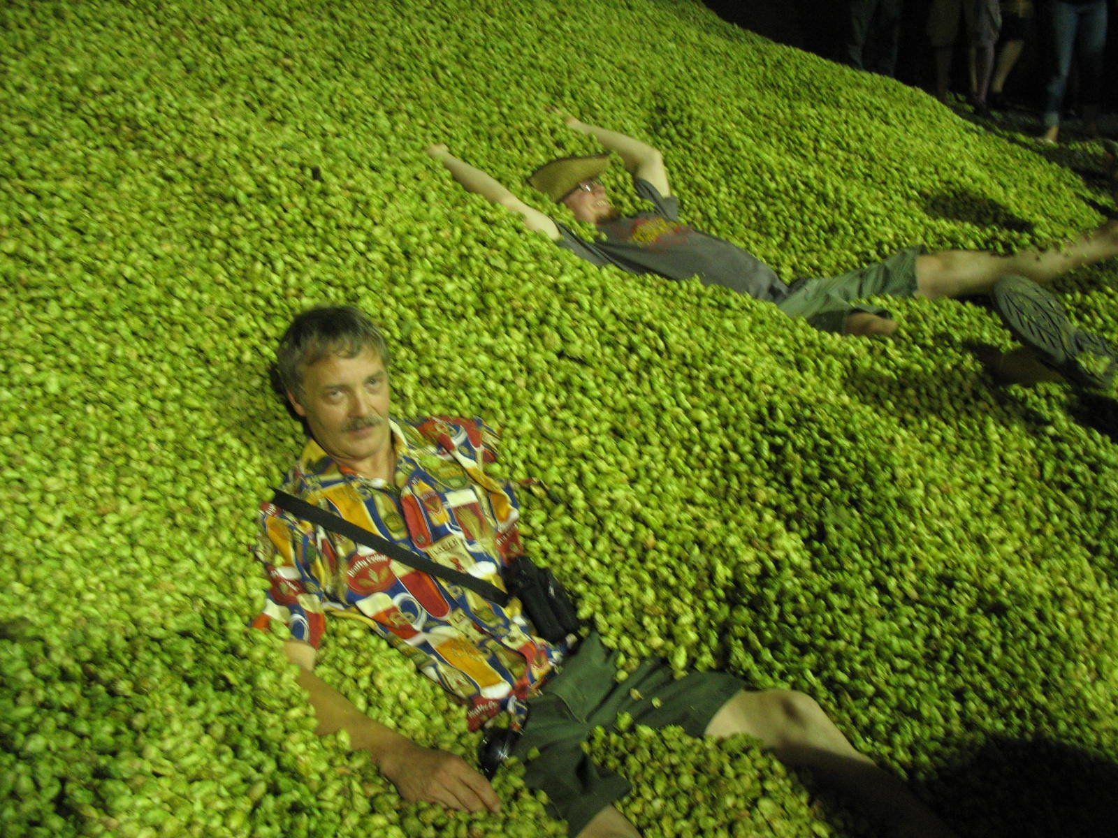 Hops Wallpapers - Top Free Hops Backgrounds - WallpaperAccess