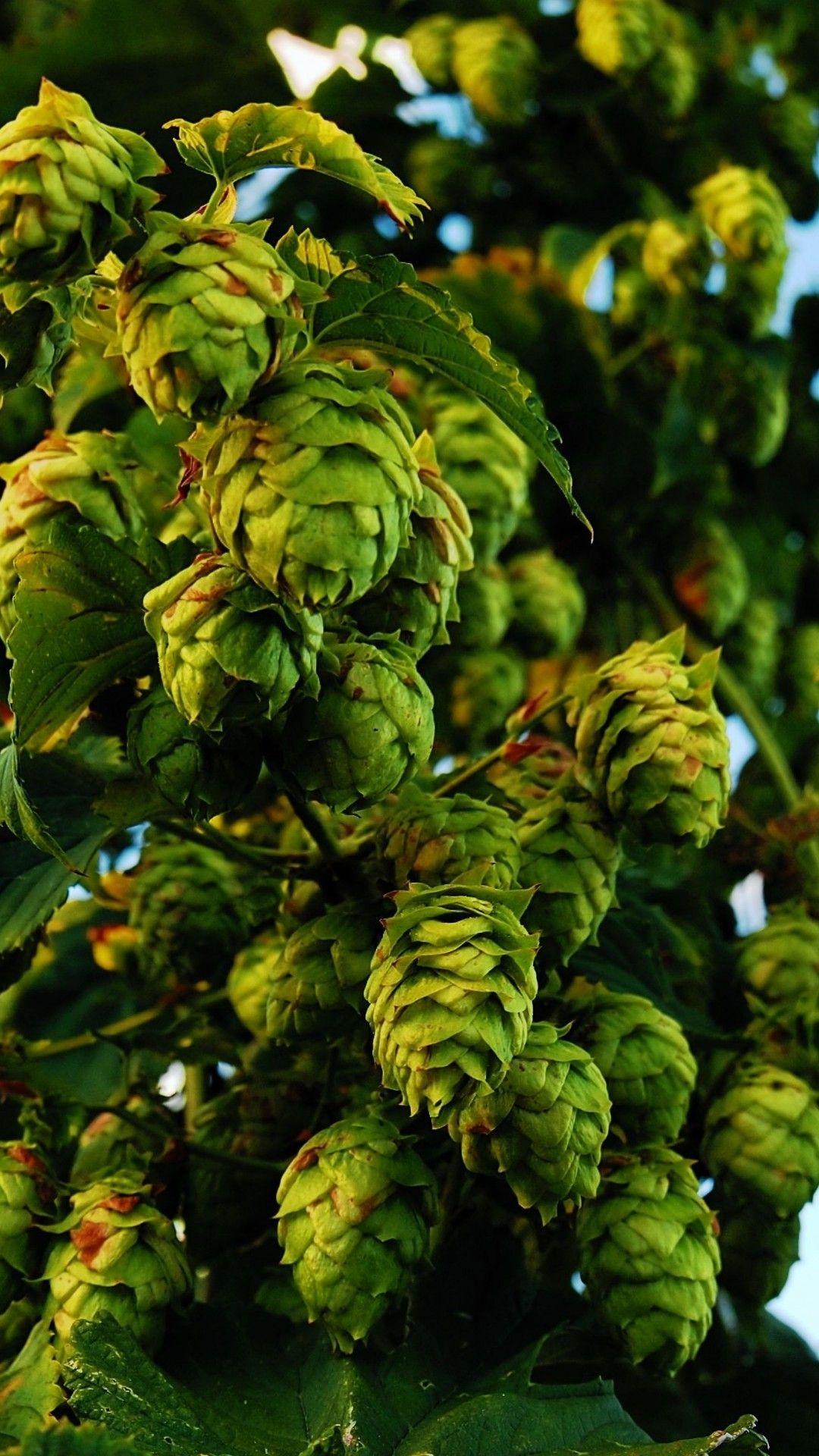 Hops Wallpapers - Top Free Hops Backgrounds - WallpaperAccess