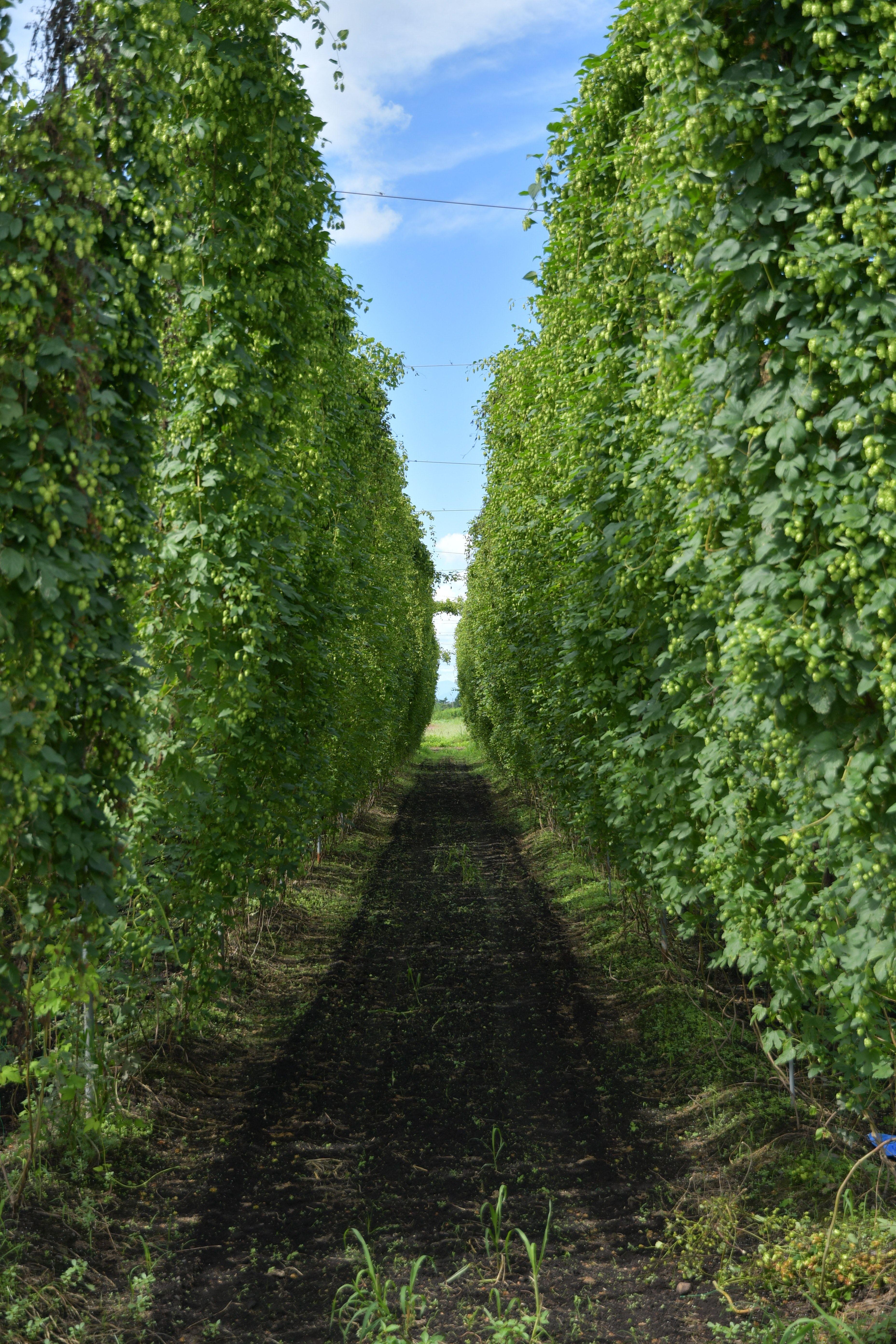 3712x5568 Free of beer, hop garden,