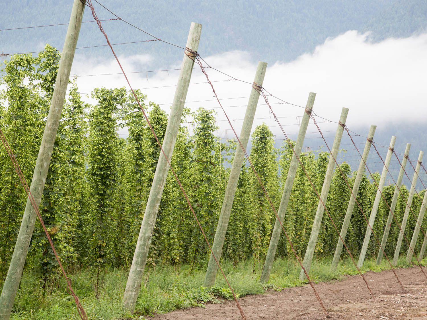 1500x1125 Largest Contiguous Hop Farm .