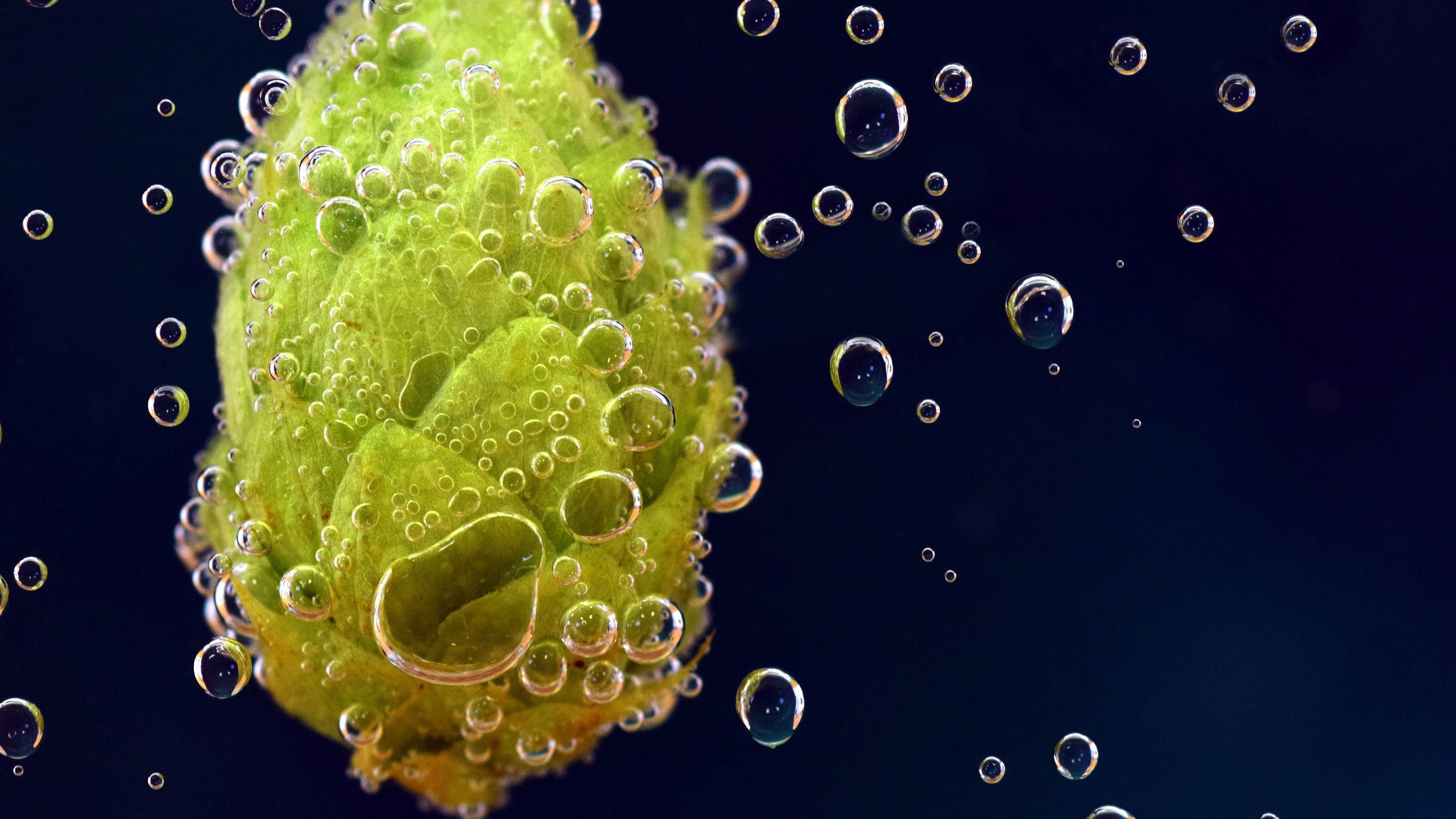 Hops Wallpapers - Top Free Hops Backgrounds - WallpaperAccess