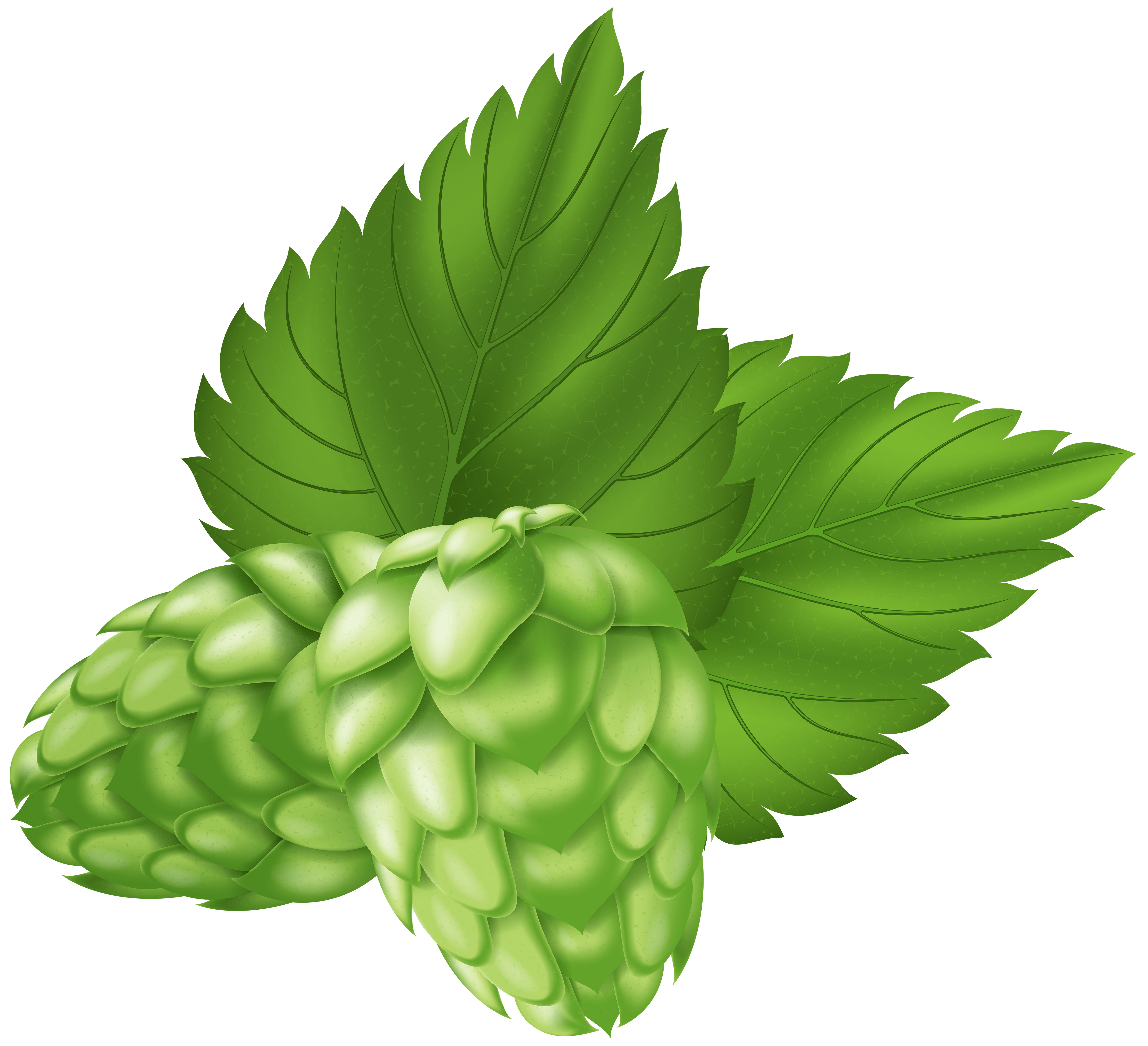6000x5467 Beer Hops Plant PNG Clip Art Image .gallery.