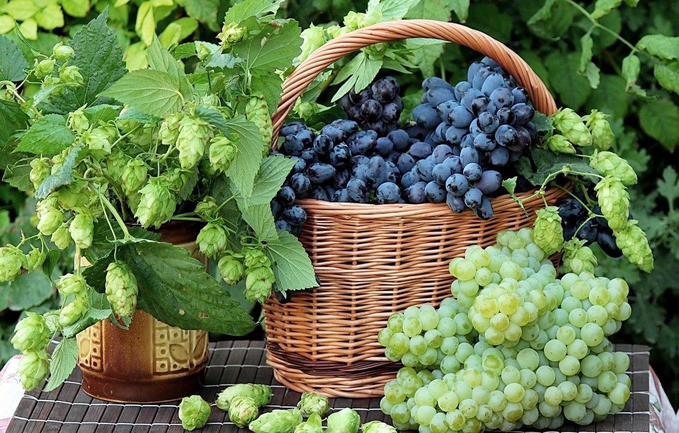 1332x850 Wallpaper grapes, still life, hops .