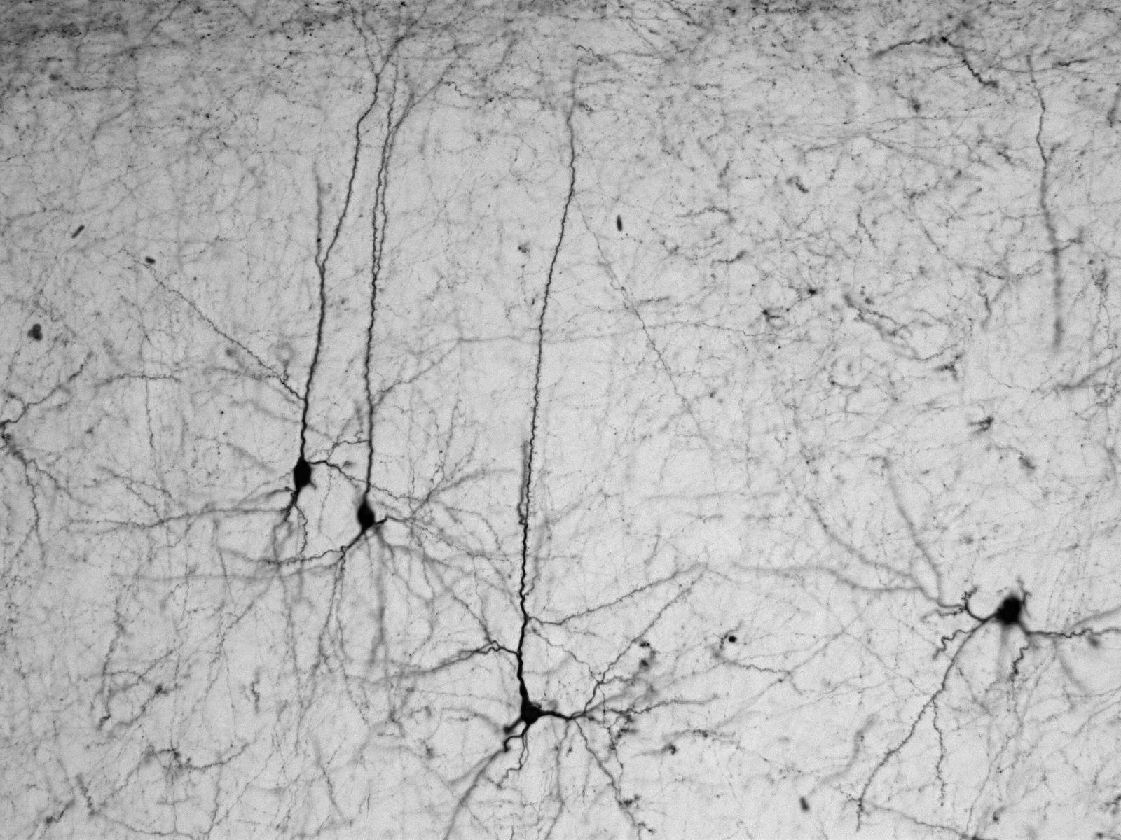 1600x1200 Neurons Wallpaper Black And White .