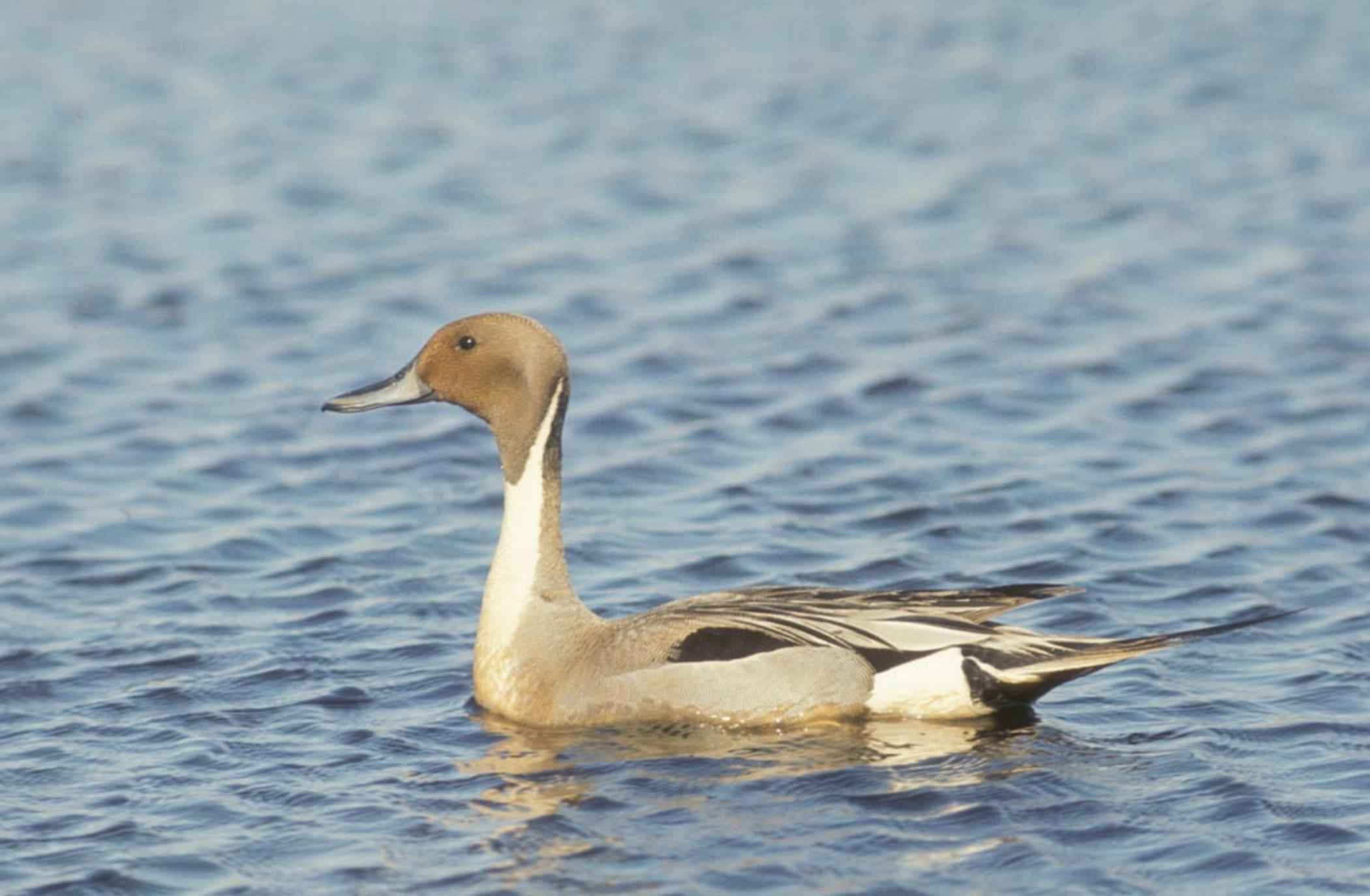 2100x1374 Free picture: pintail, drake, waterfowl, bird, swimming, anas acuta