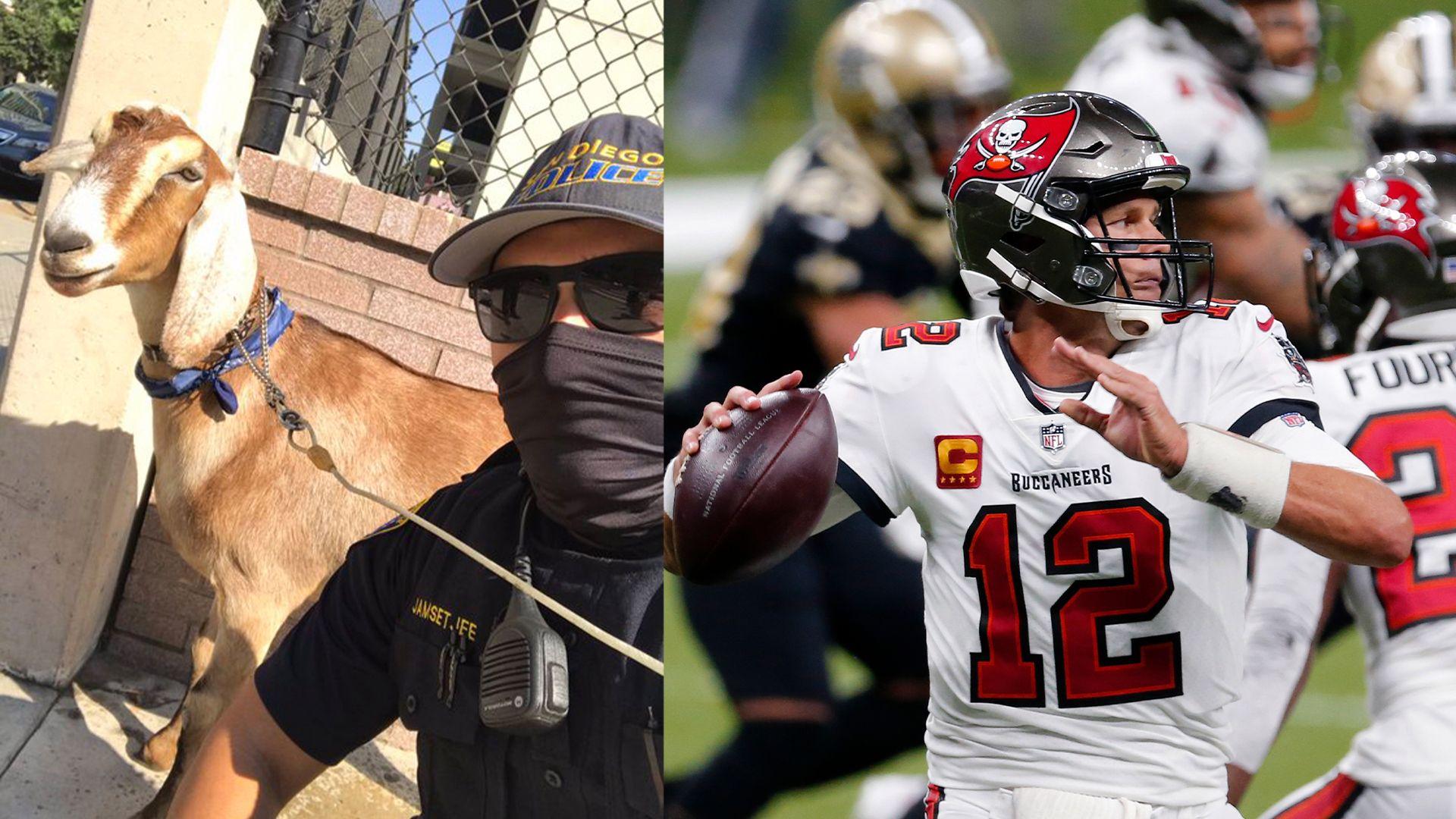 1920x1080 Police: Goat named 'Tom Brady' reported .