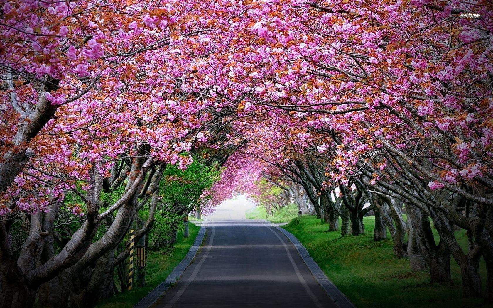 1680x1050 Indias first ever Cherry Blossom Festival started in Shillong