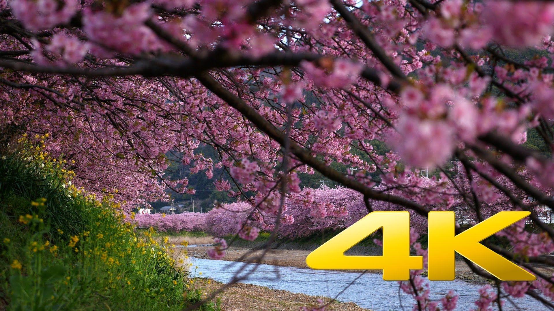 1920x1080 Kawazu Sakura Festival - 河津桜祭り- 4K Ultra HD