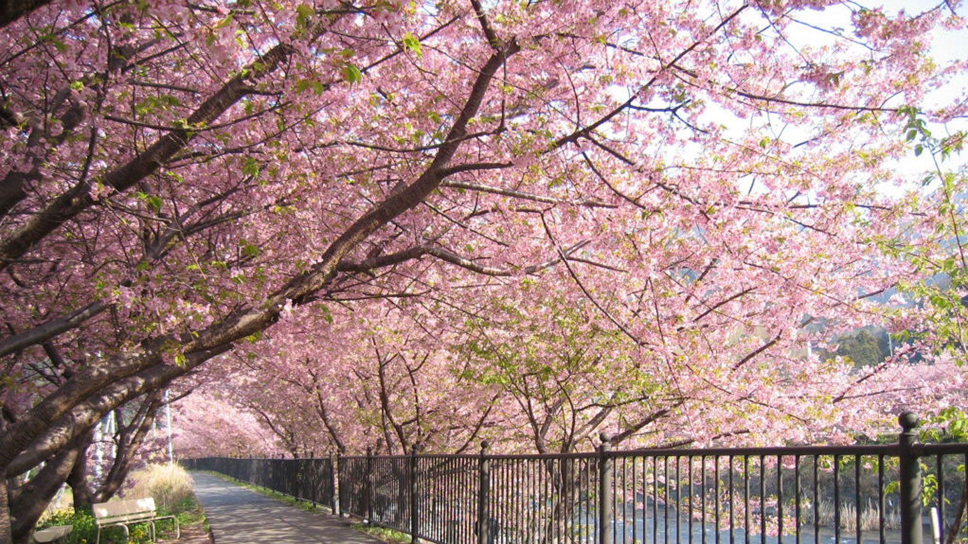 1920x1080 Cherry Blossoms In Japan wallpaper