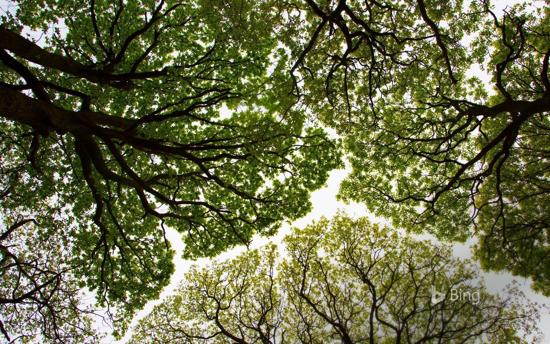1920x1200 Bing, Photography, Nature Wallpaper HD .