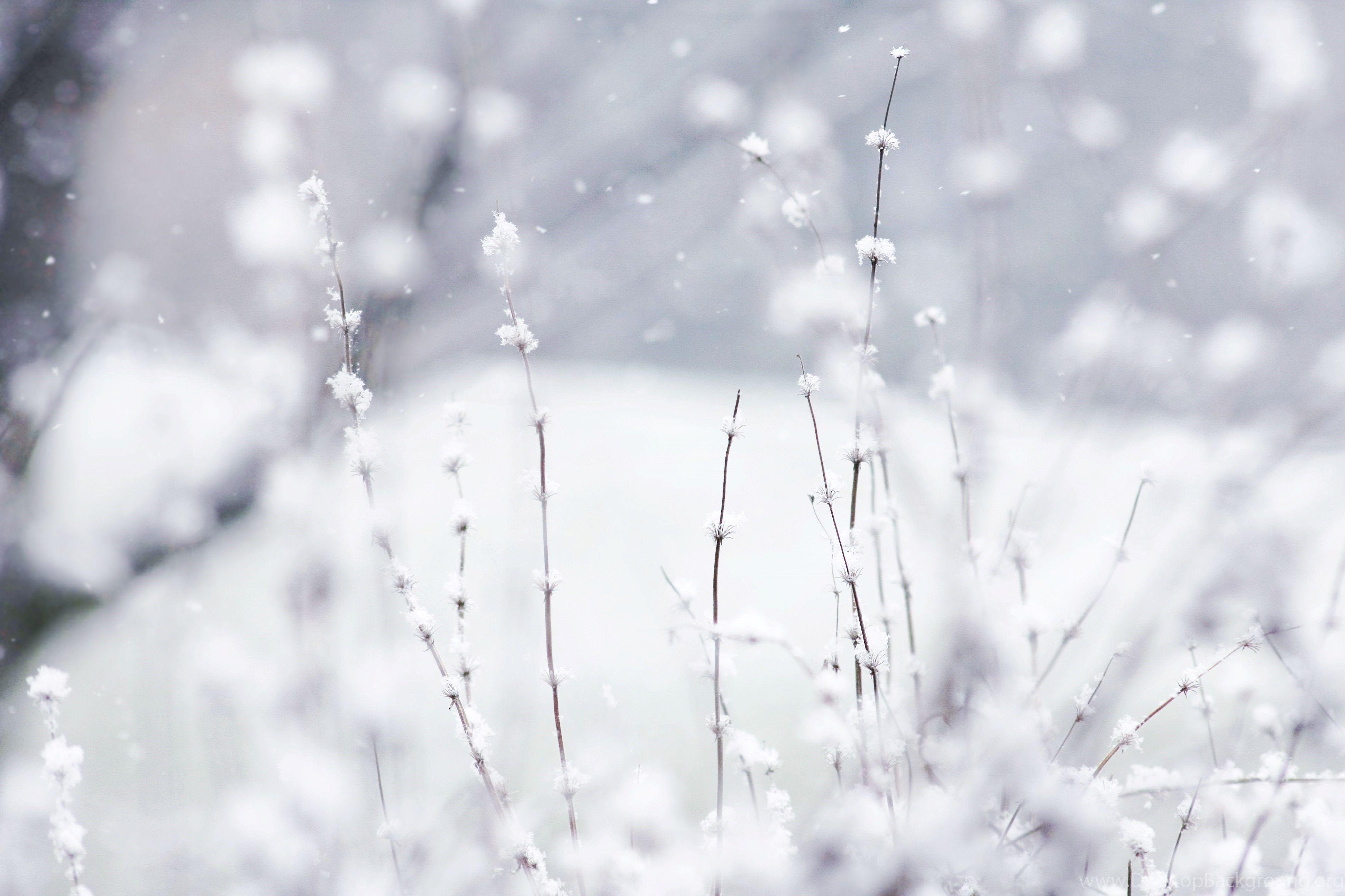 3888x2592 Cute Winter Wallpaper For Android Desktop Background