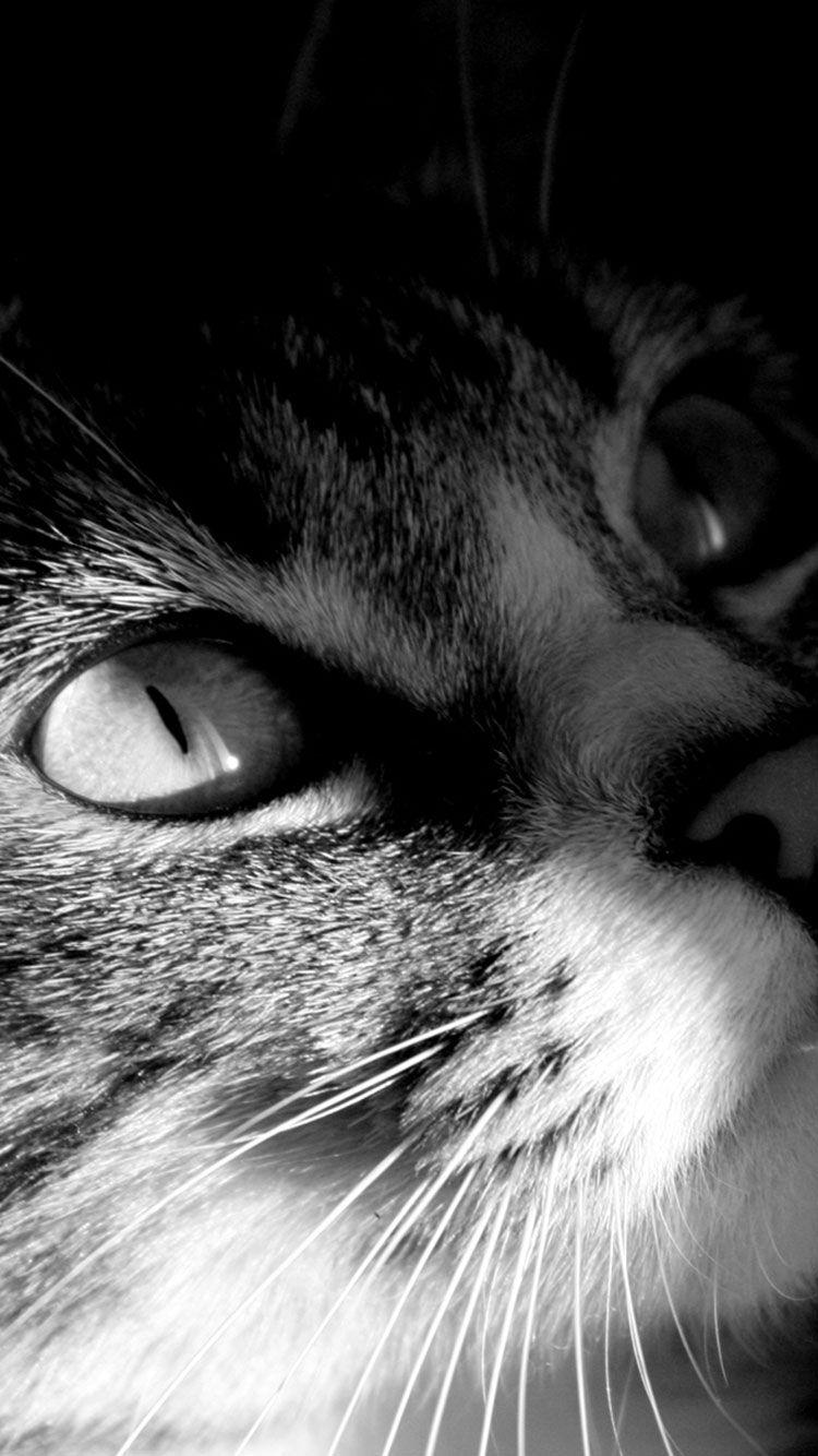 Cat Face iPhone Wallpapers - Top Free Cat Face iPhone Backgrounds ...