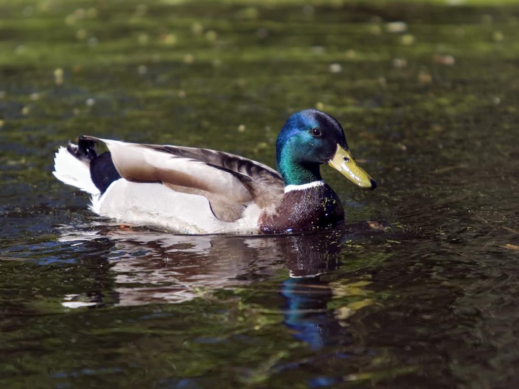 1024x768 Wallpaper of a Male Mallard on a River