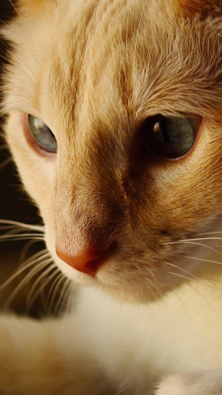 750x1334 iPhone 8 wallpaper. cat face cute orange animal