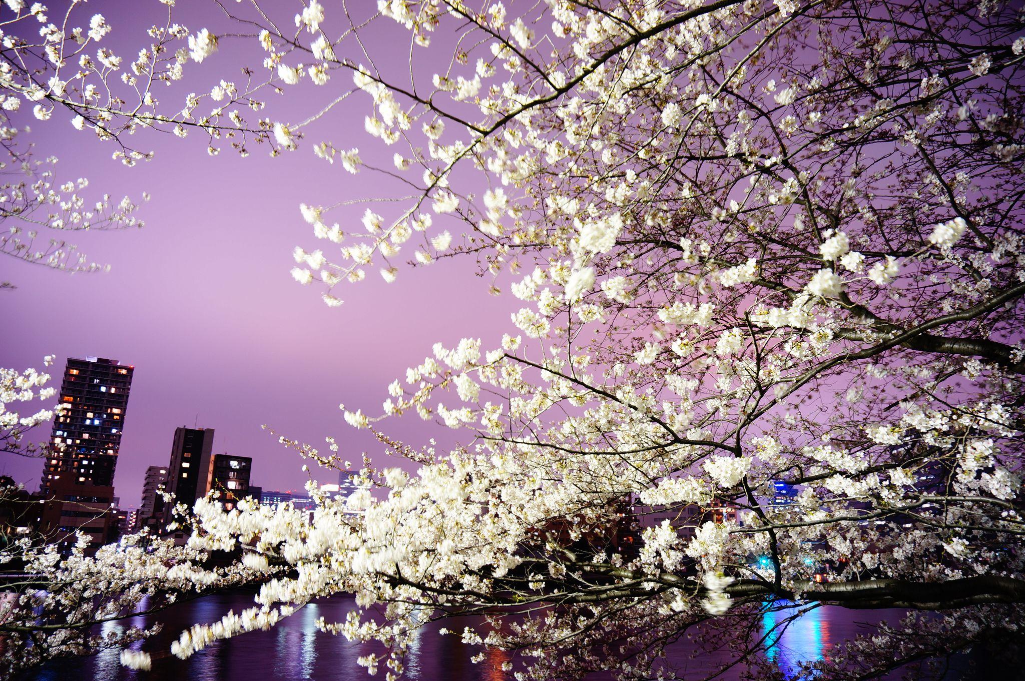 Blossom light. Черри блоссом ночь. Саппоро Сакура. Южная Корея Сакура. Цветение Сакуры в Токио.