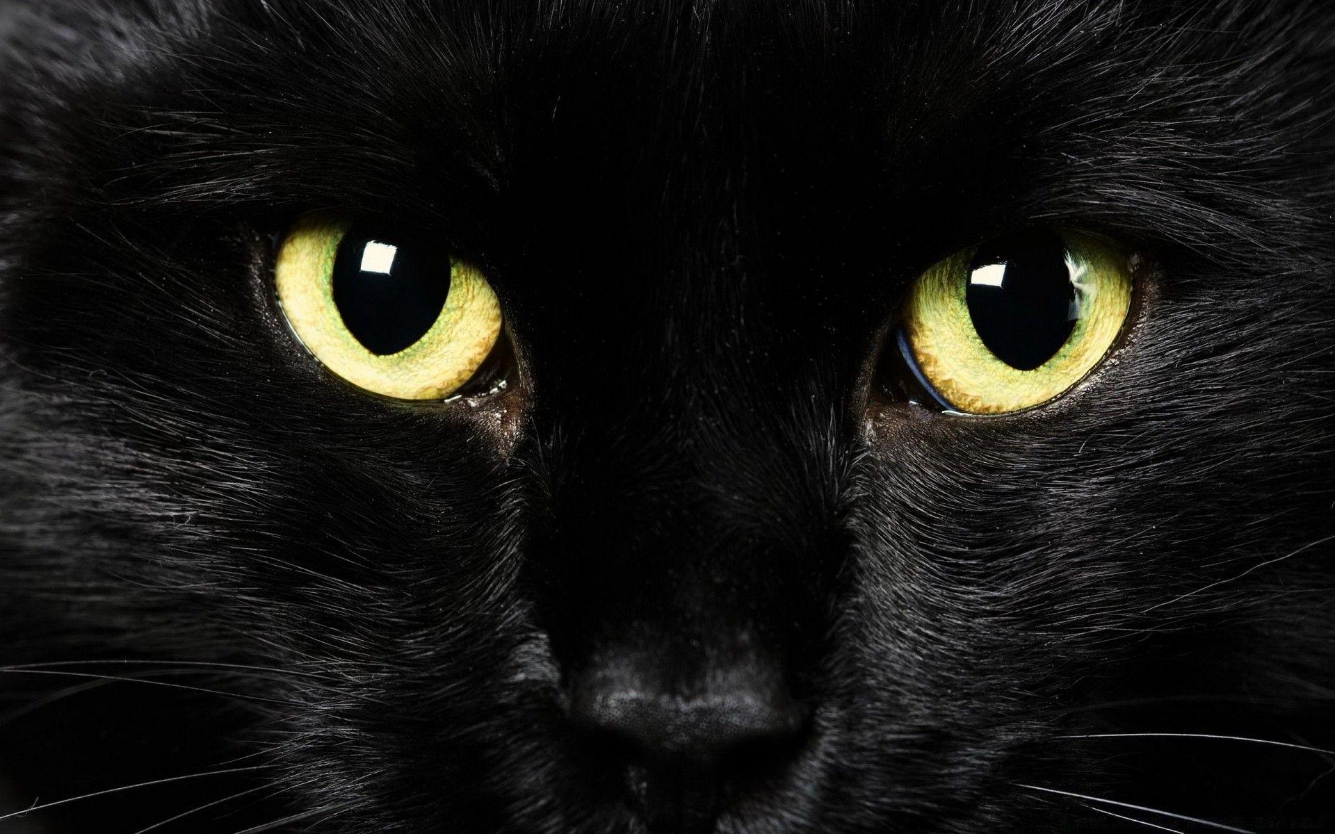 1920x1200 Black Cat Face. iPhone wallpaper for free