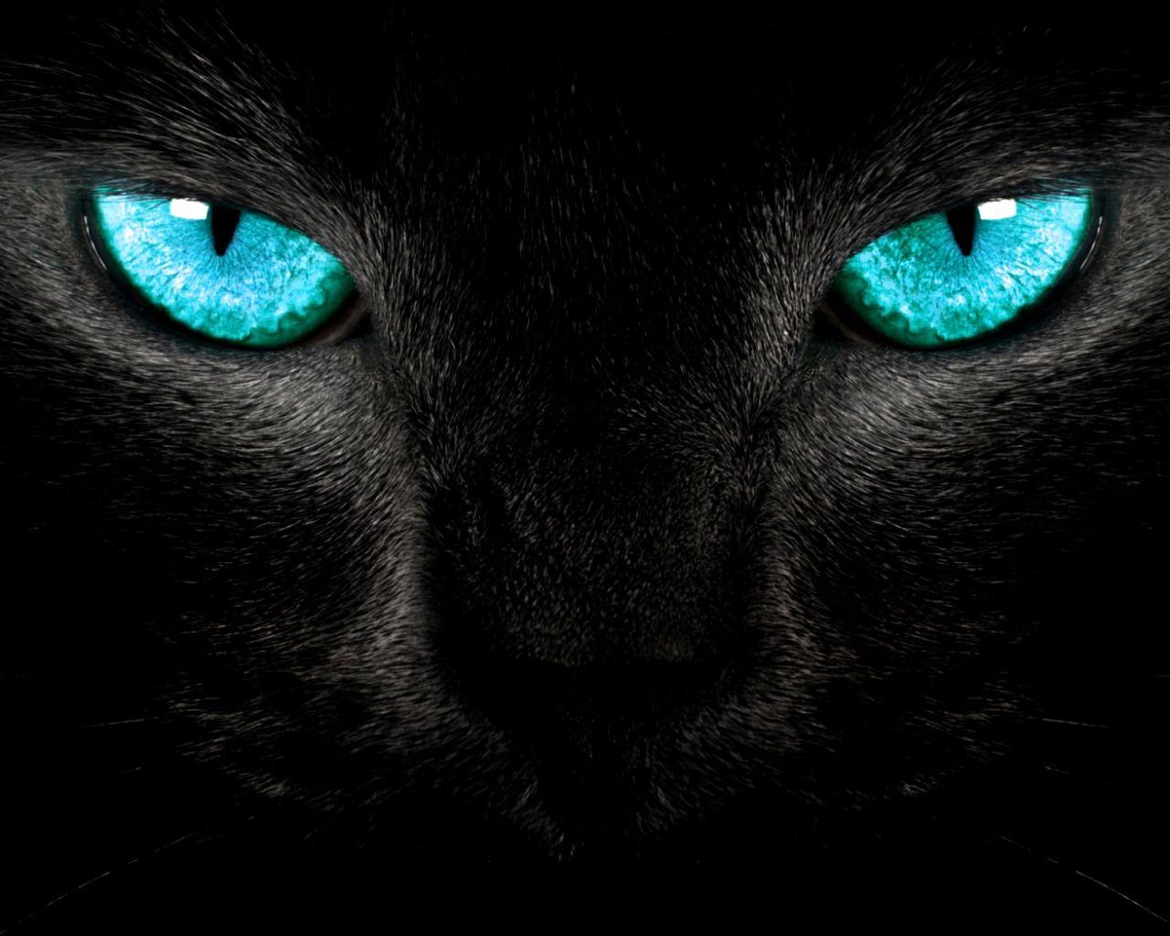 1280x1024 Pretty blue eyes. Cat. pets. Blue eyes, Cat and Animal