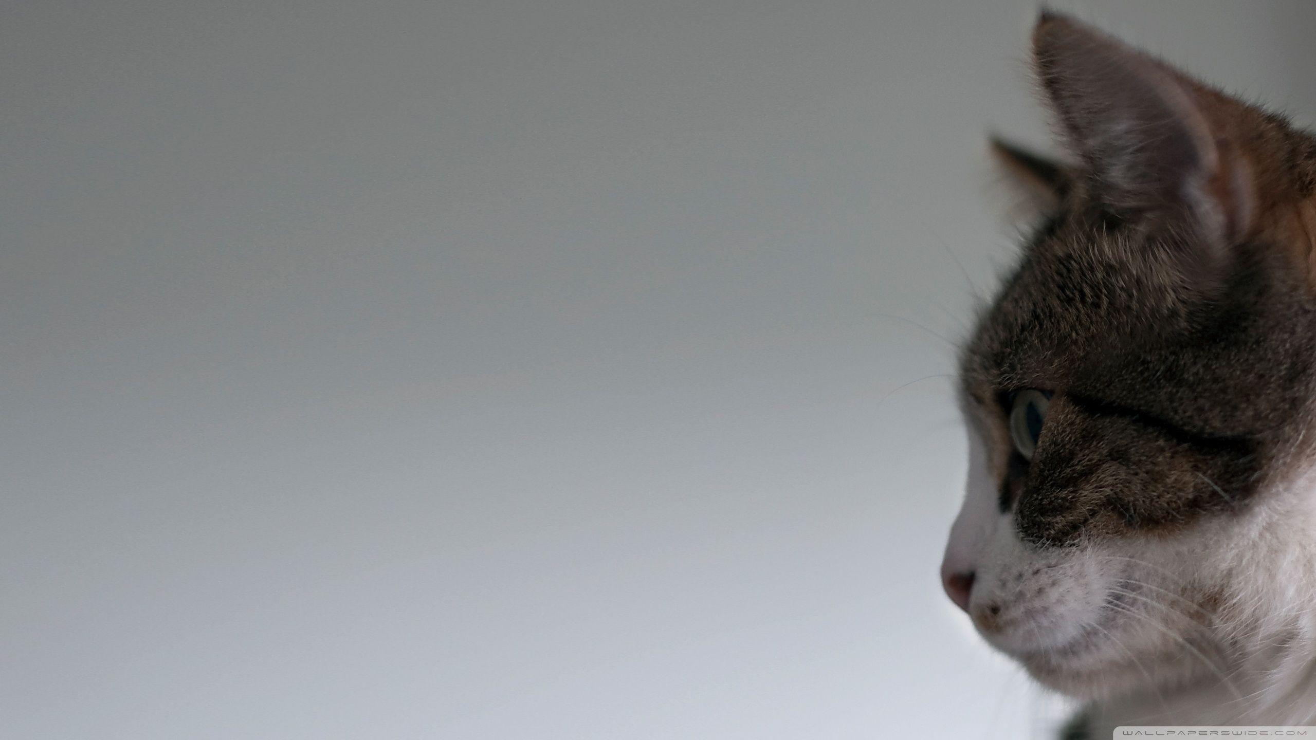 2560x1440 Cat Face Side View ❤ 4K HD Desktop Wallpaper for 4K Ultra HD TV