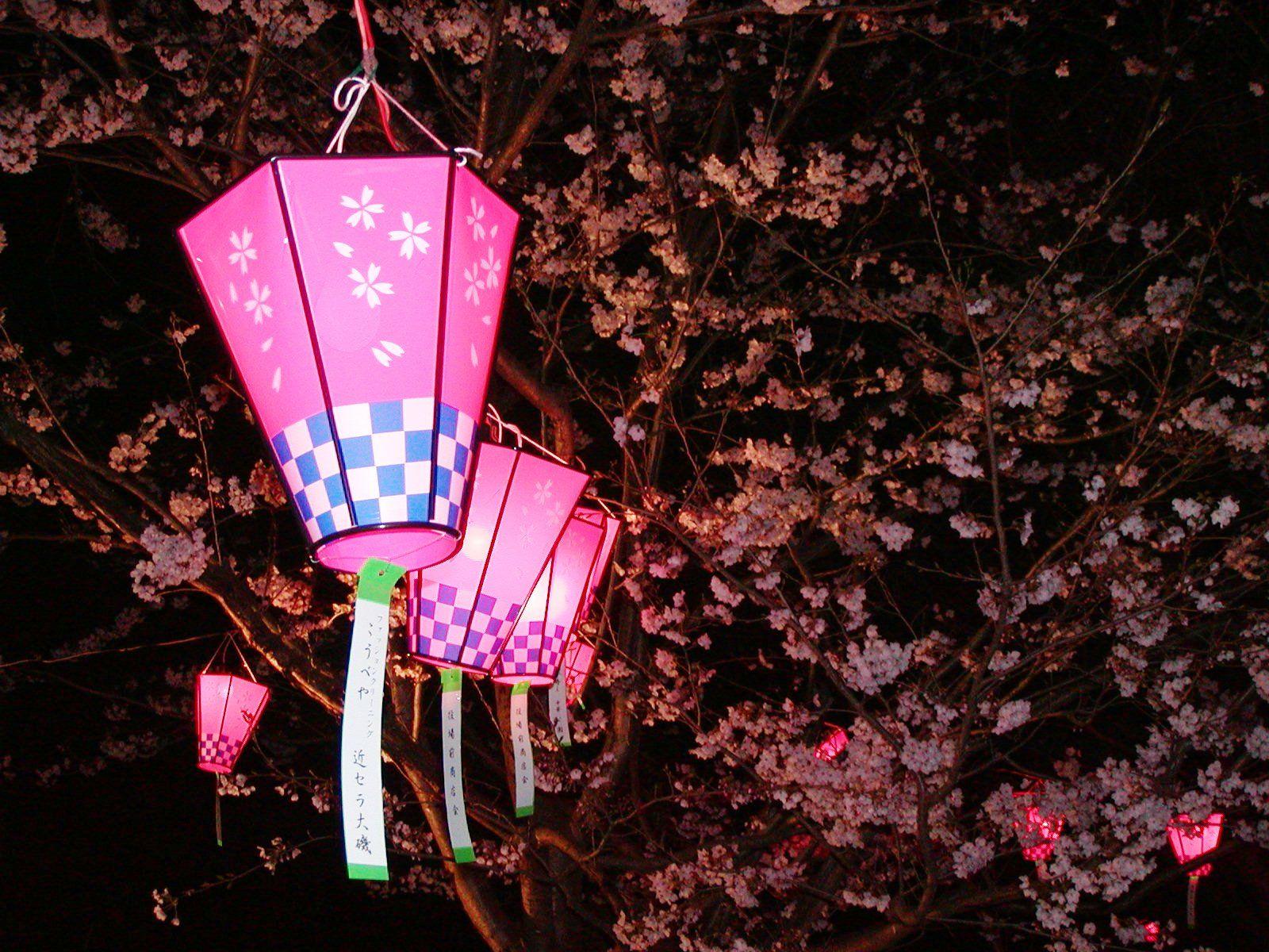 1600x1200 Free Cherry Blossom Tours!. Next Stop, GW!