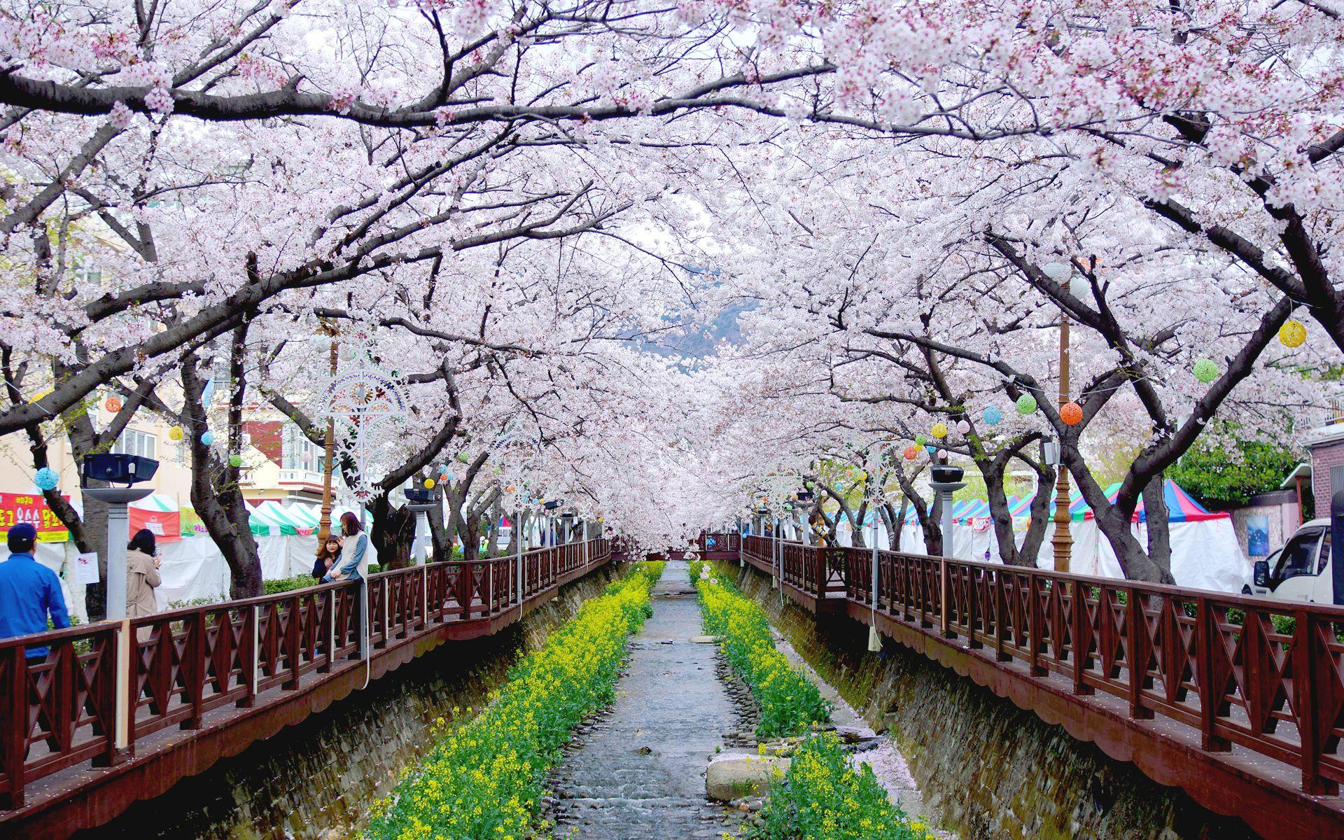 Cherry Blossom Festival Wallpapers Top Free Cherry Blossom Festival