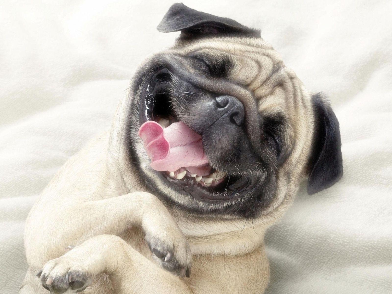 Laughing Dog Wallpapers - Top Free Laughing Dog Backgrounds -  WallpaperAccess