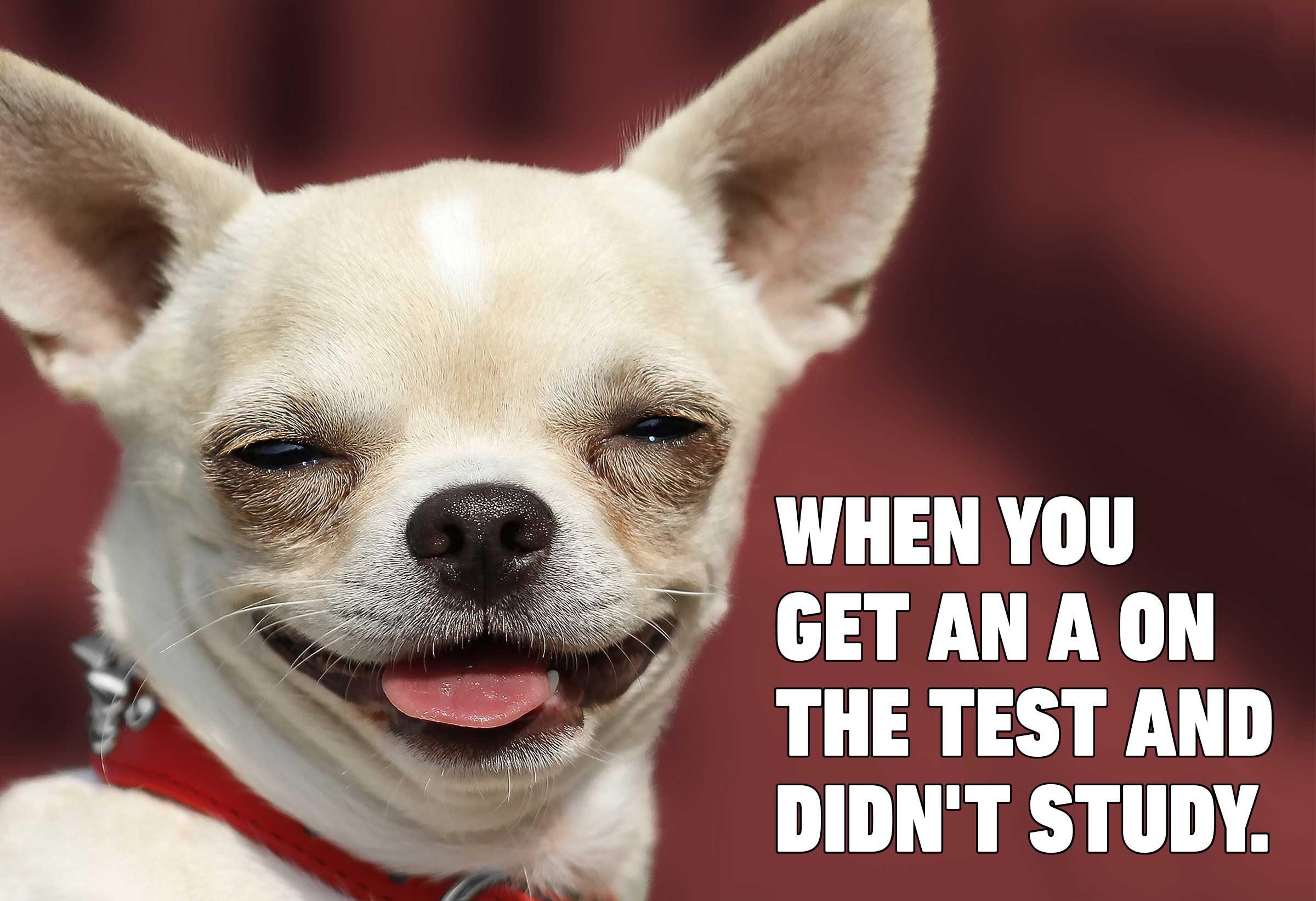 2400x1643 Download Memes Funny Dog Picture. PNG & GIF BASE