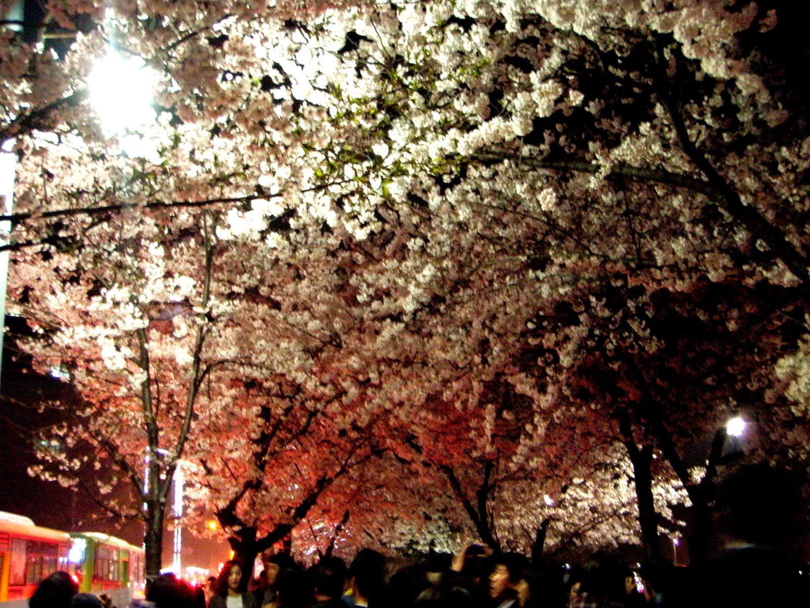 1600x1200 Cherry blossoms in Seoul: See them before their gone
