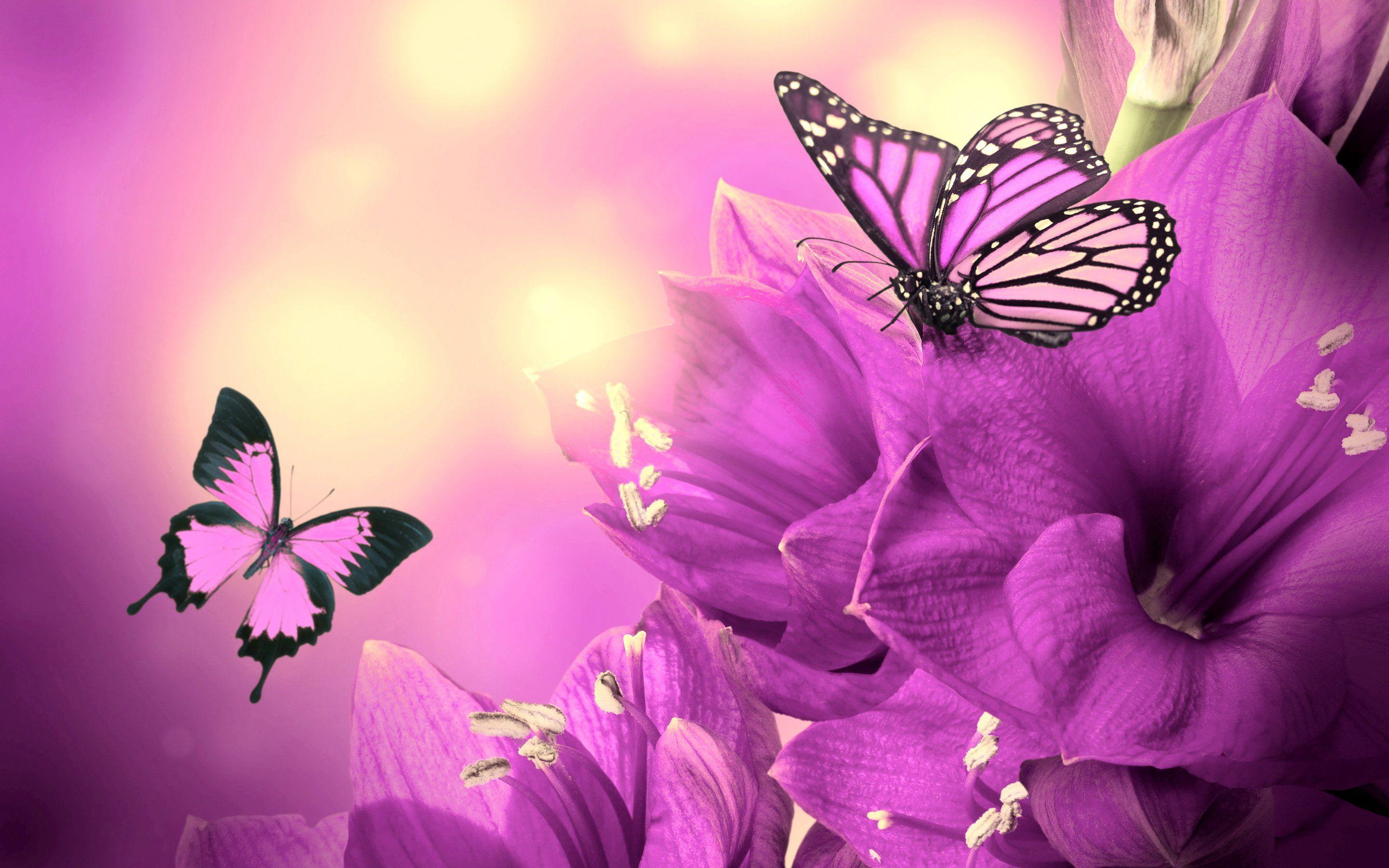 2880x1800 Free download Purple Flowers Butterflies HD Wallpaper [2880x1800] for your Desktop, Mobile & Tablet. Explore Purple Heart Wallpaper Desktop. Purple Background Wallpaper, Purple Hearts Wallpaper, Dark Purple Background Wallpaper