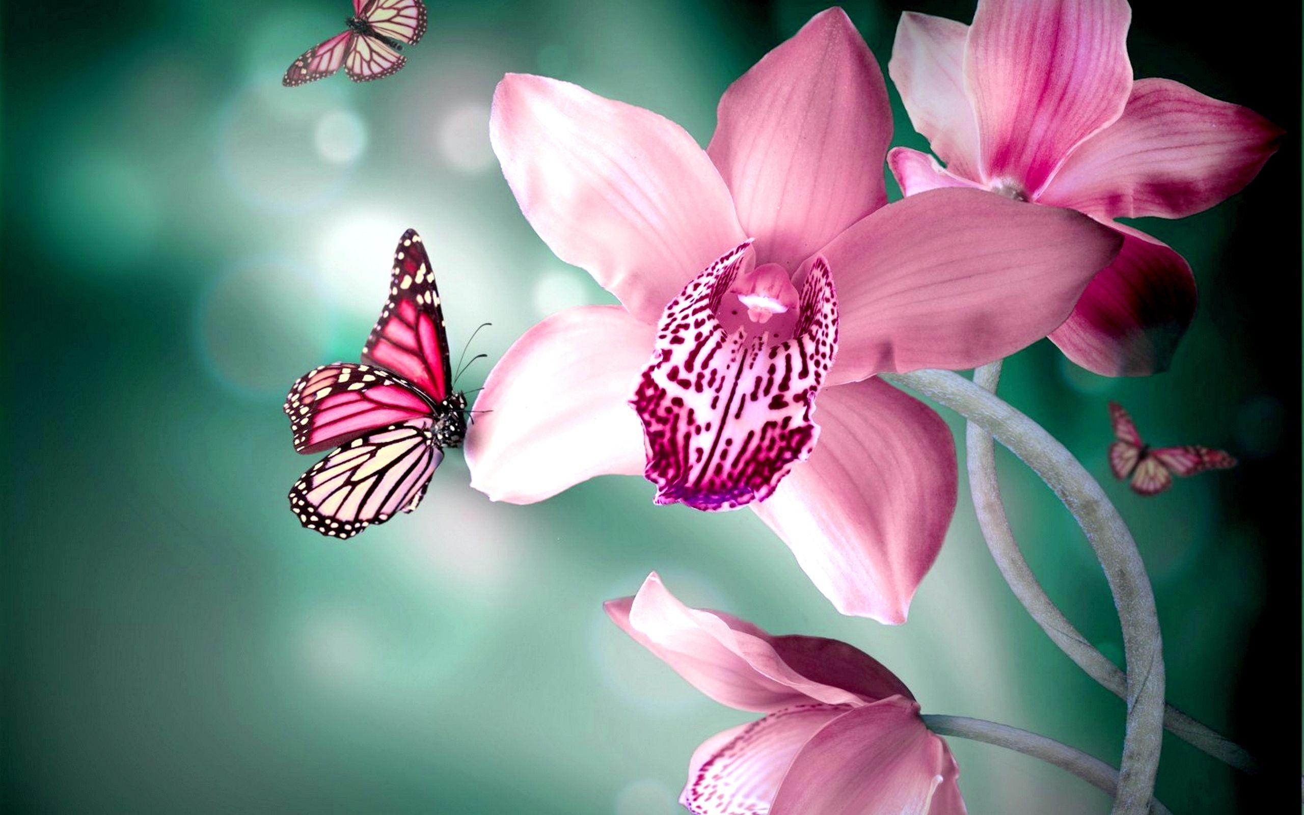 2560x1600 Free download Butterflies Flower HD Animal Wallpaper Butterflies Flower [2560x1600] for your Desktop, Mobile & Tablet. Explore Pink Butterfly Wallpaper Flower. Purple Butterfly Wallpaper, Purple Butterfly Desktop Wallpaper, Pink