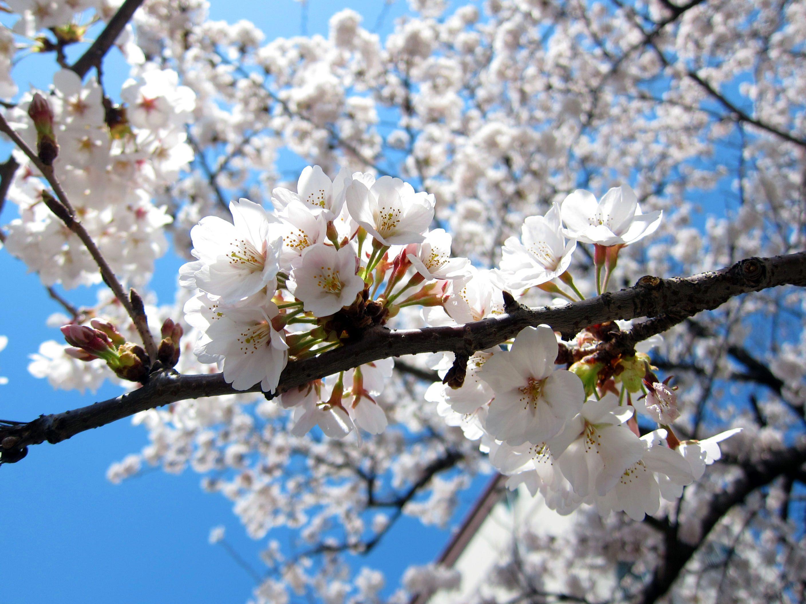 2816x2112 Blossom Flowers Wallpaper Collection