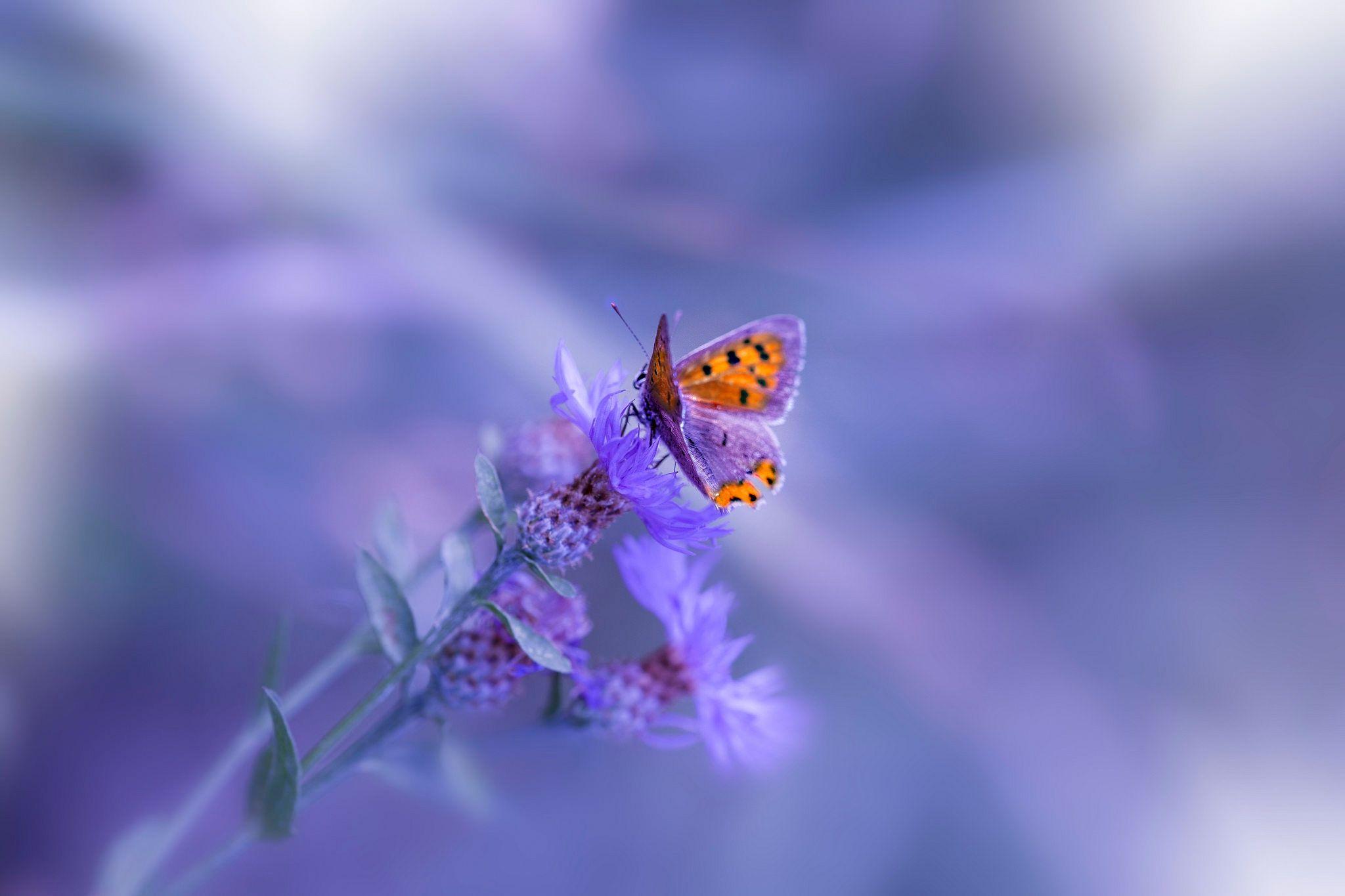 2048x1365 Butterfly Purple Flower, HD Animals, 4k Wallpaper, Image, Background, Photo and Picture