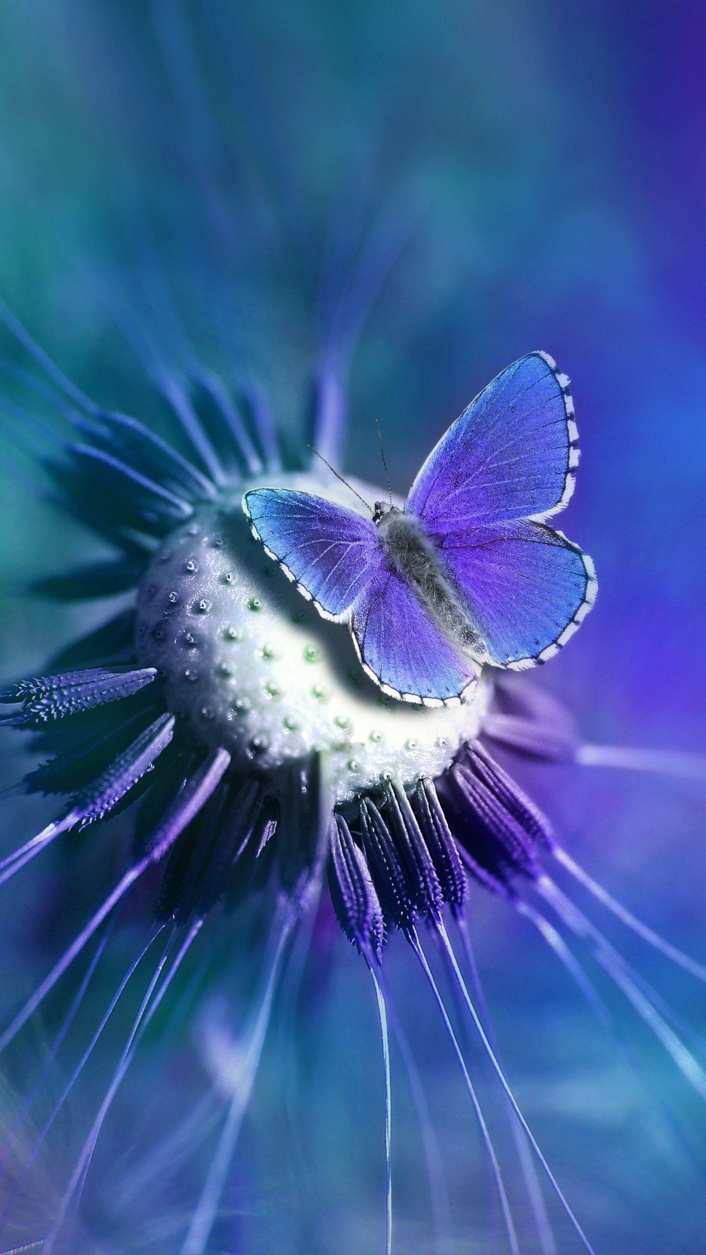1440x2560 Butterfly 4K Wallpaper, Lycaenidae, Blue, Closeup, Purple, Flowers