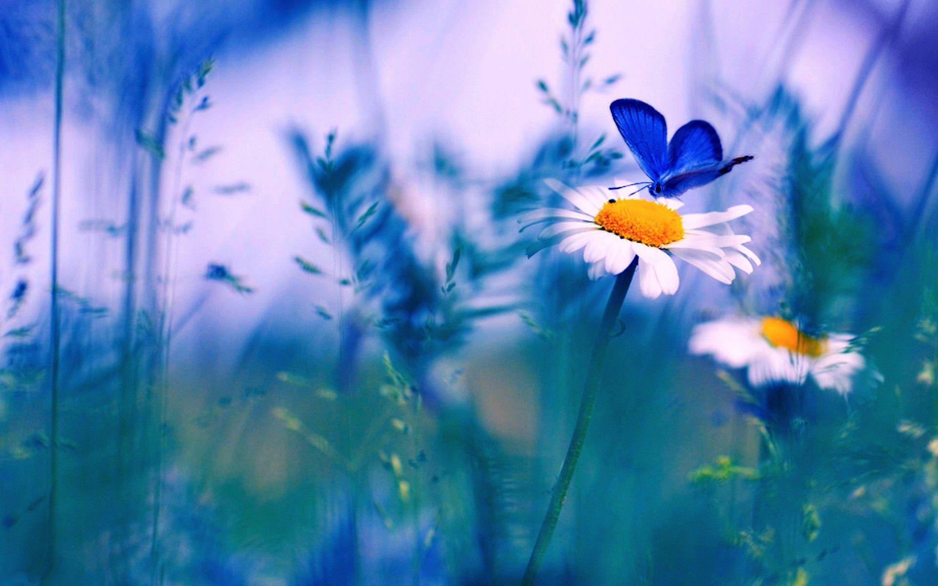 1920x1200 Butterfly And Spring Flowers Wallpaper & Background Download