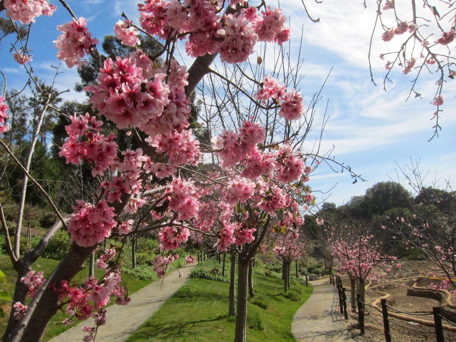 1600x1200 Cherry Blossom Countdown: One More Week!. Japanese Friendship