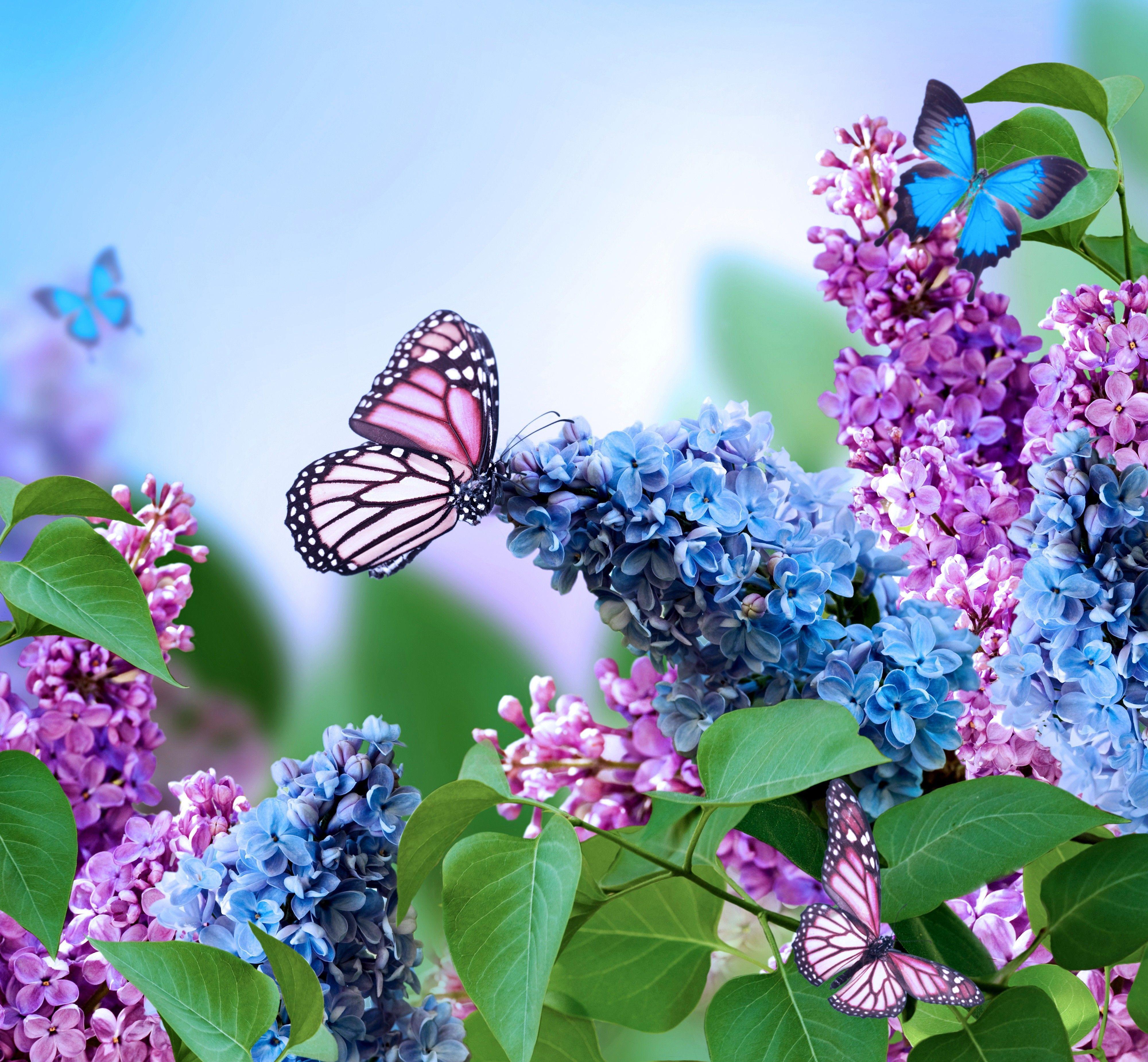 4000x3700 Blue Butterfly Purple Wallpaper. Blue flower wallpaper, Purple wallpaper, Blue butterfly wallpaper