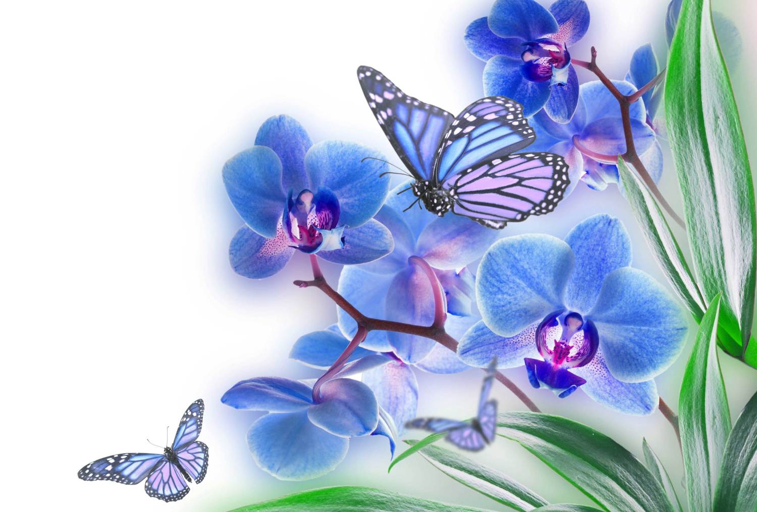 1500x1014 Butterflies And Flowers Wallpaper