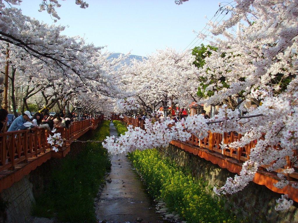 1024x768 Jinhae Cherry Blossom Festival