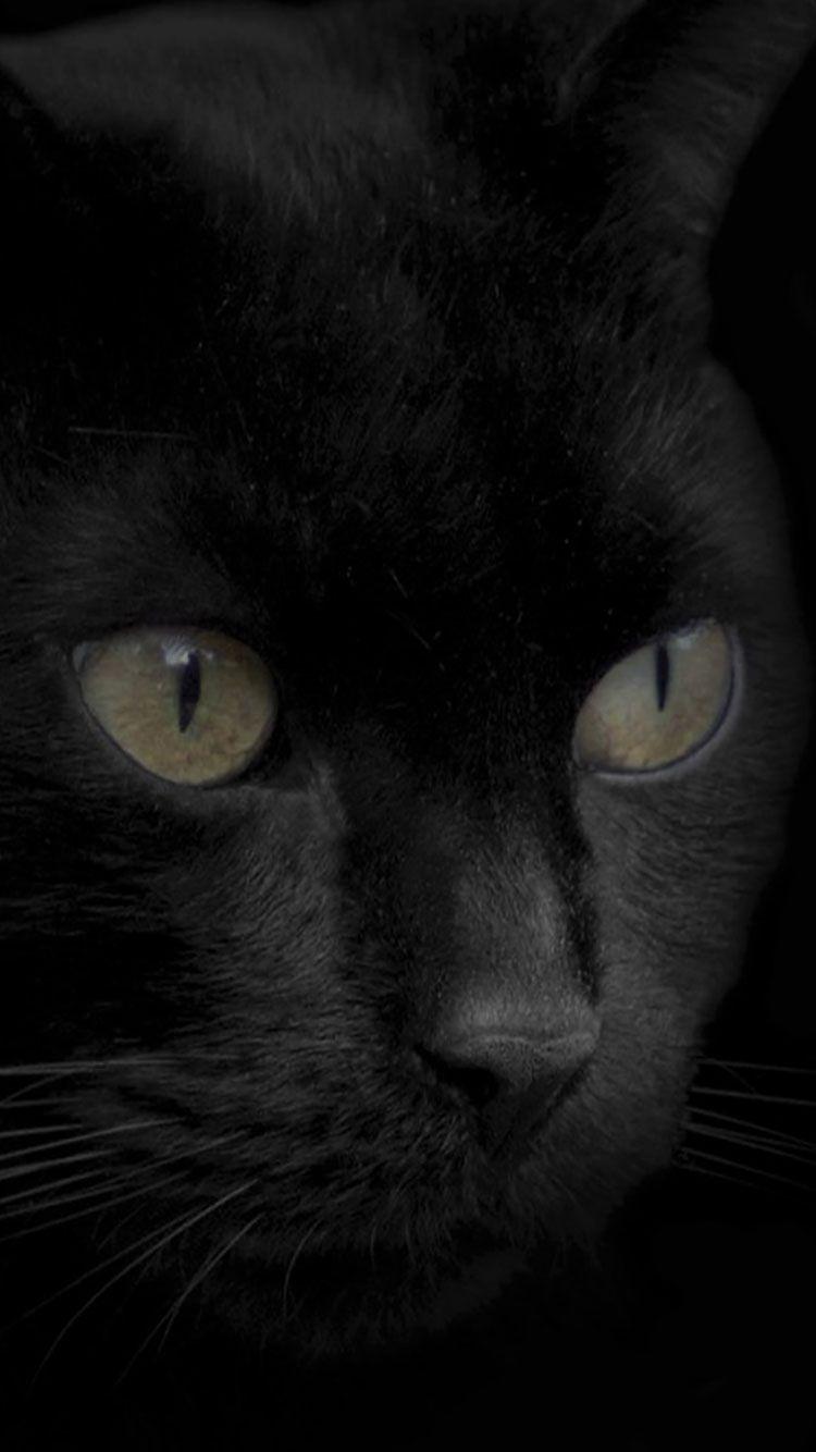 750x1334 iPhone Wallpaper Cat