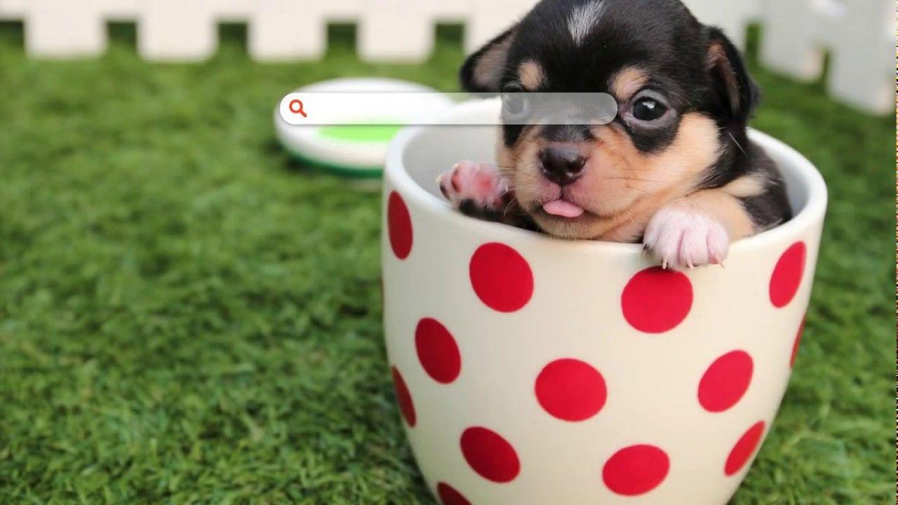 1280x720 Cutest Puppy Dog Background and Themes