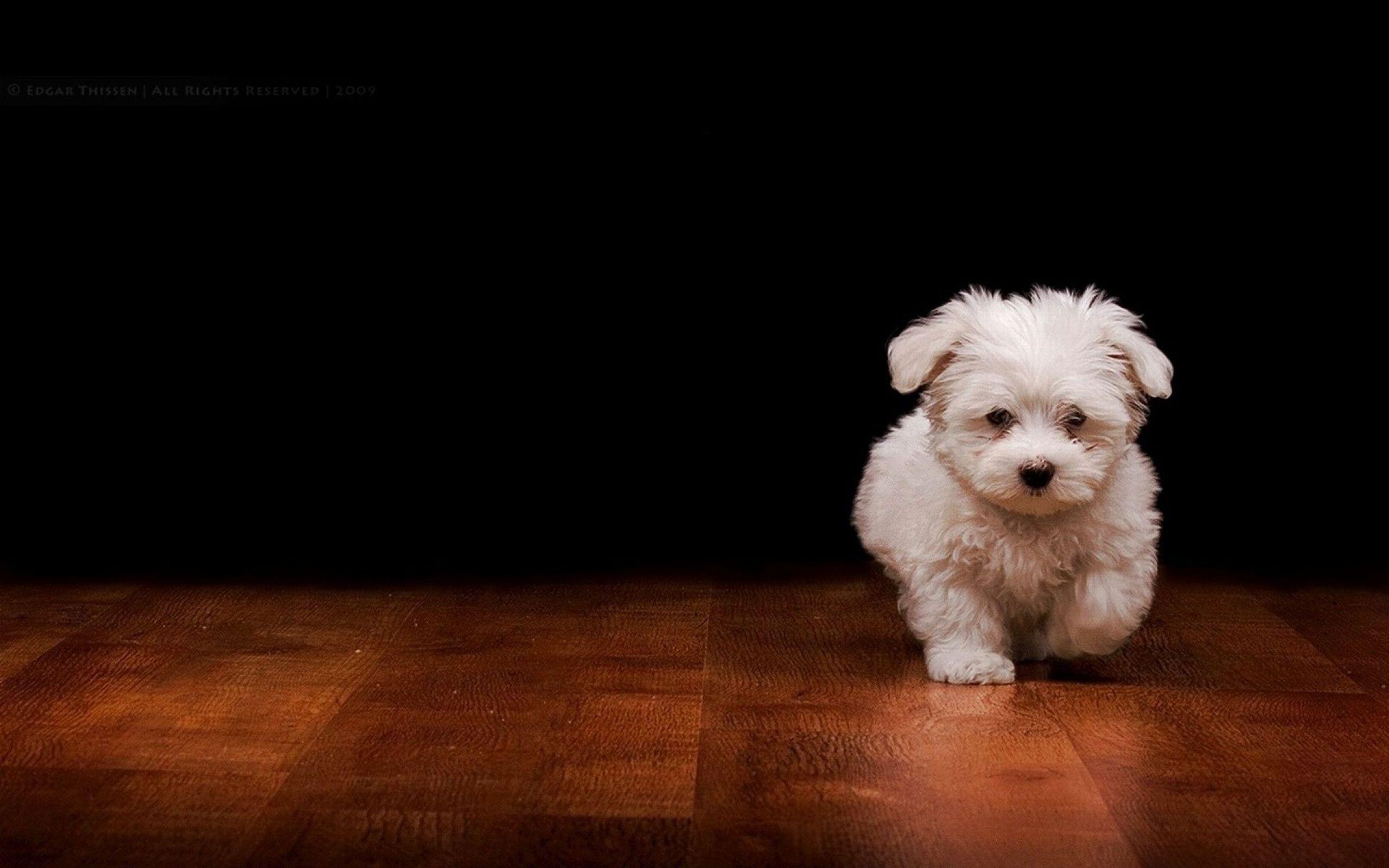 2560x1600 iPhone Cute Puppy Cute Dog Wallpaper