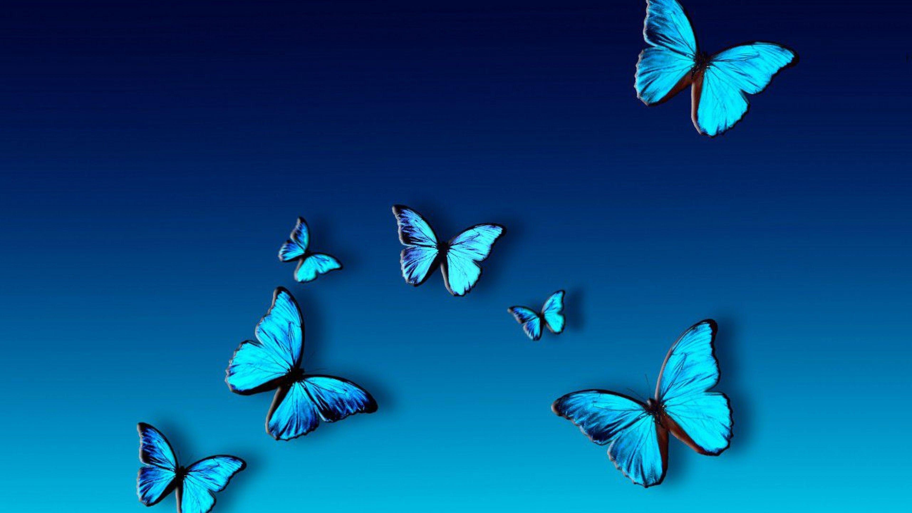 3840x2160 Ultra HD Blue Butterfly Wallpaper HD
