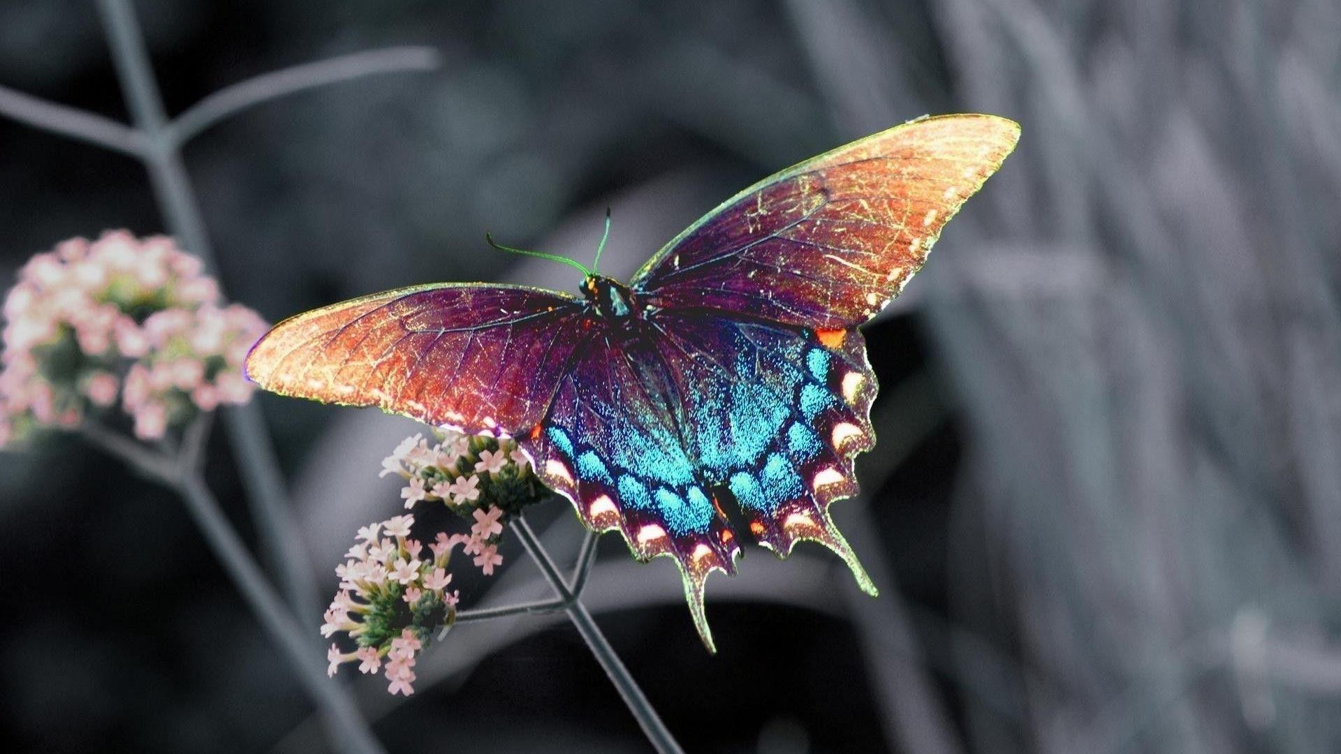 1920x1080 Butterfly Desktop Background Collection