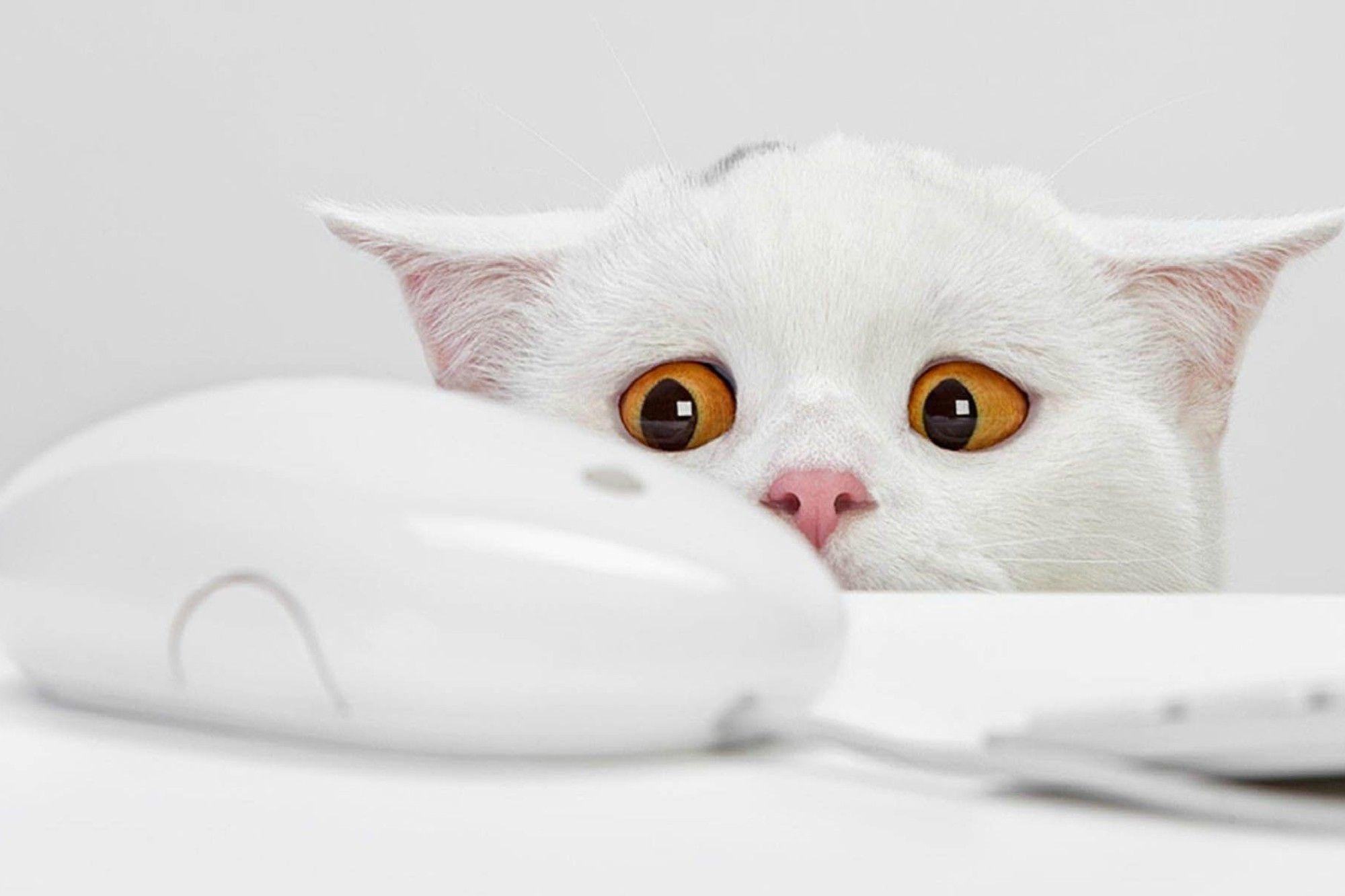 2000x1333 Funny cat face wallpaper. PC