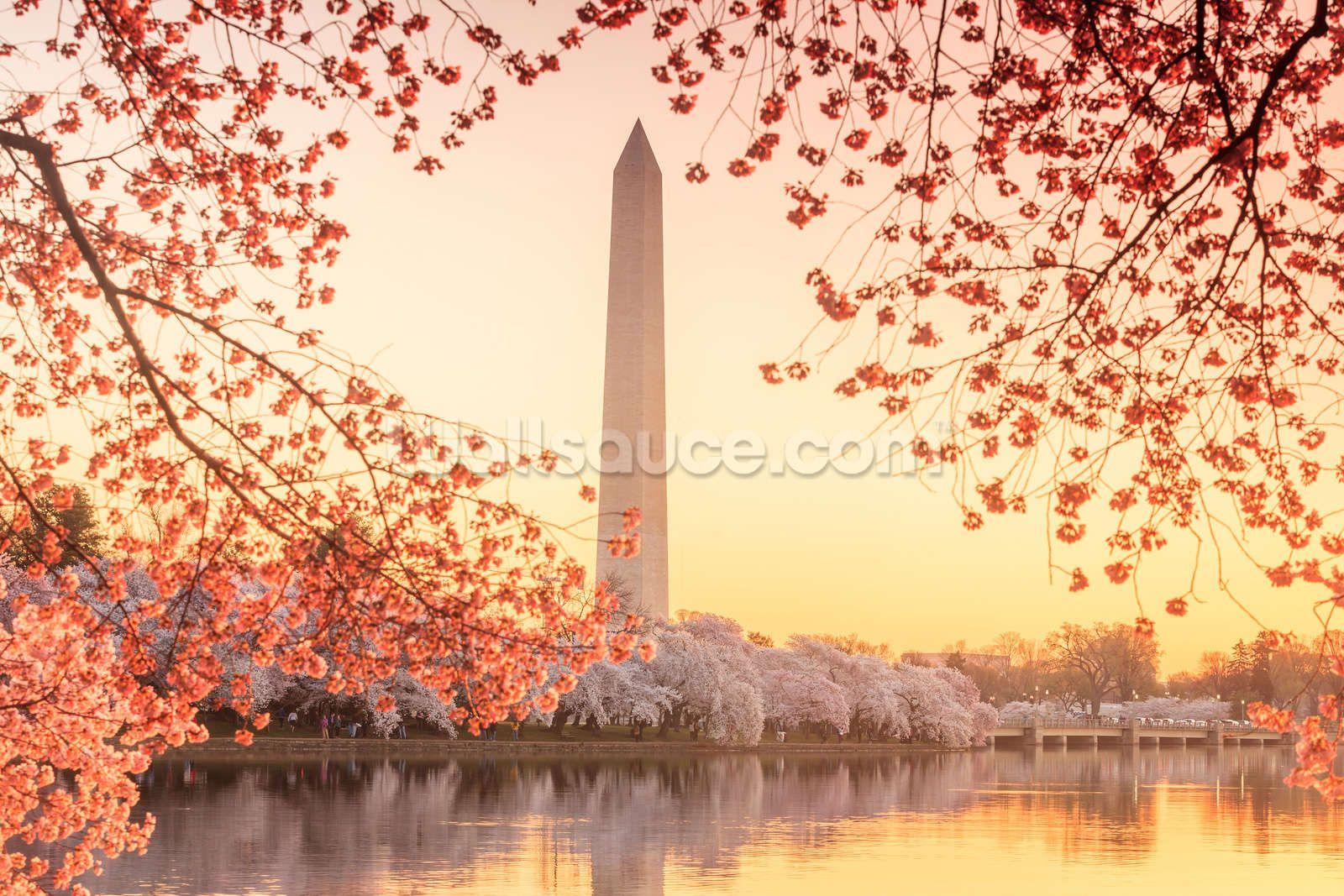 1600x1067 The Washington Monument and Cherry Blossom Wallpaper Wall Mural