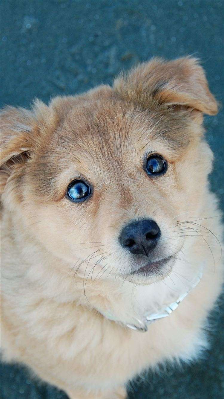 750x1334 iPhone Cute Puppy Cute Dog Wallpaper