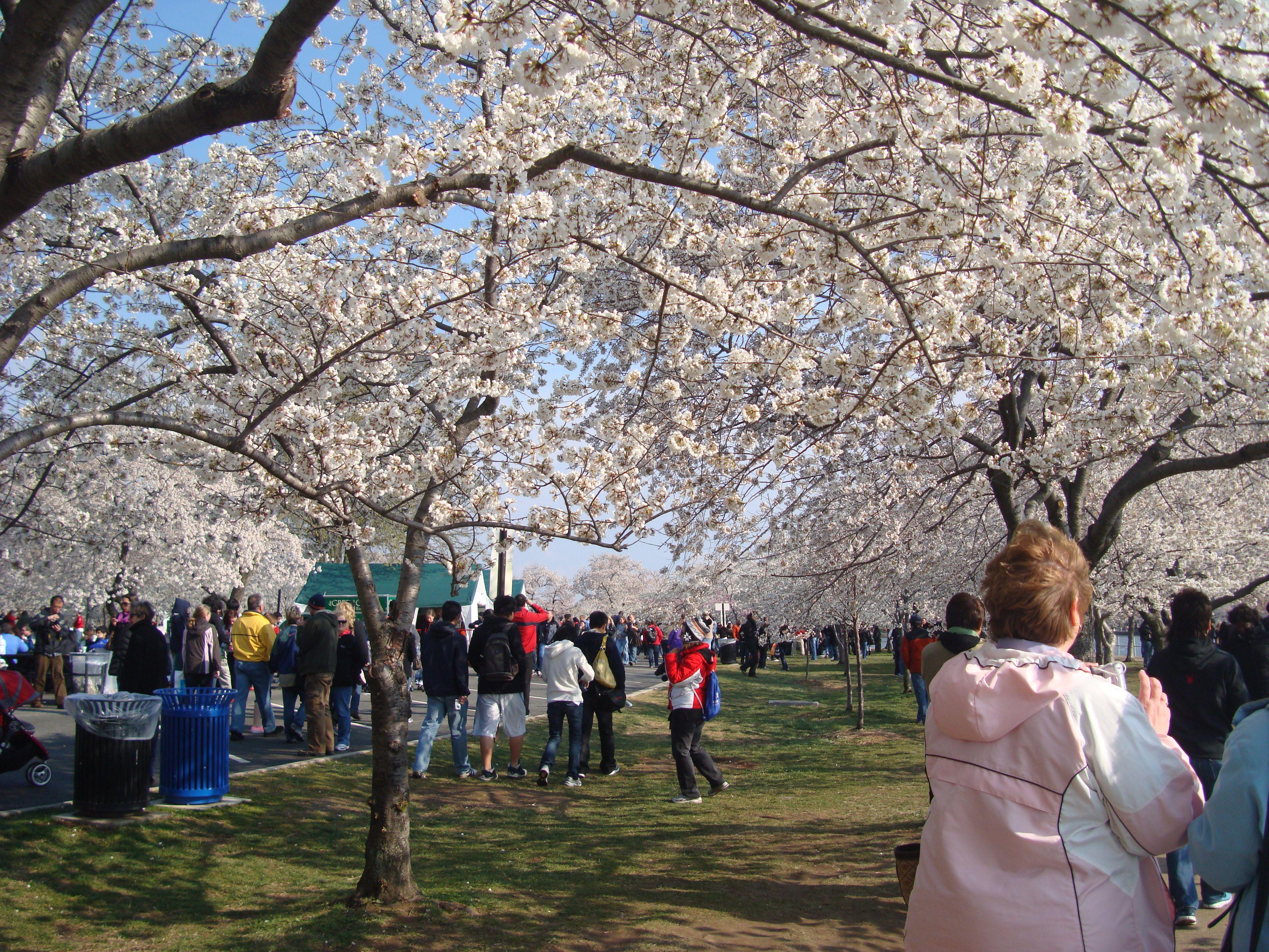 4000x3000 Cherry Blossom Festival Washington