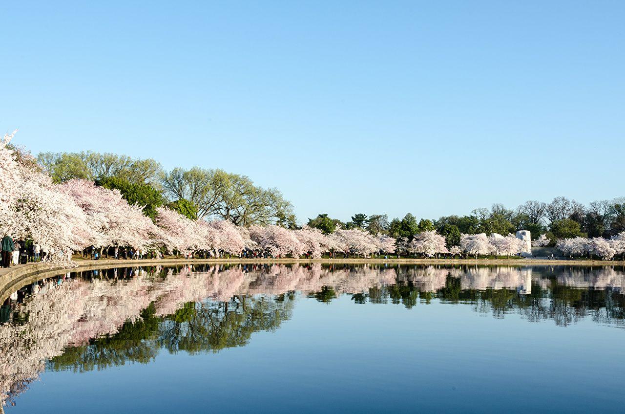 1280x847 Picture Cherry blossom Cherry, Blossom Festival Nature Sky Lake