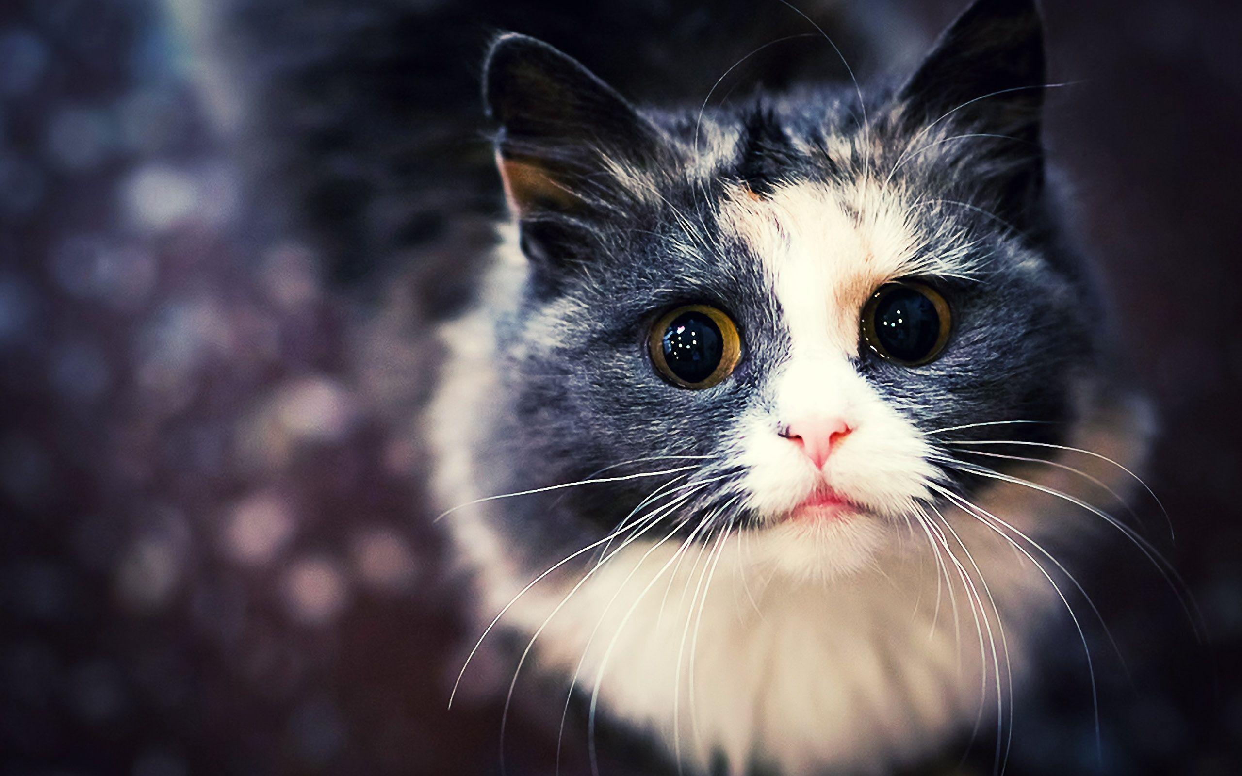 2560x1600 Face Wallpaper HD -
