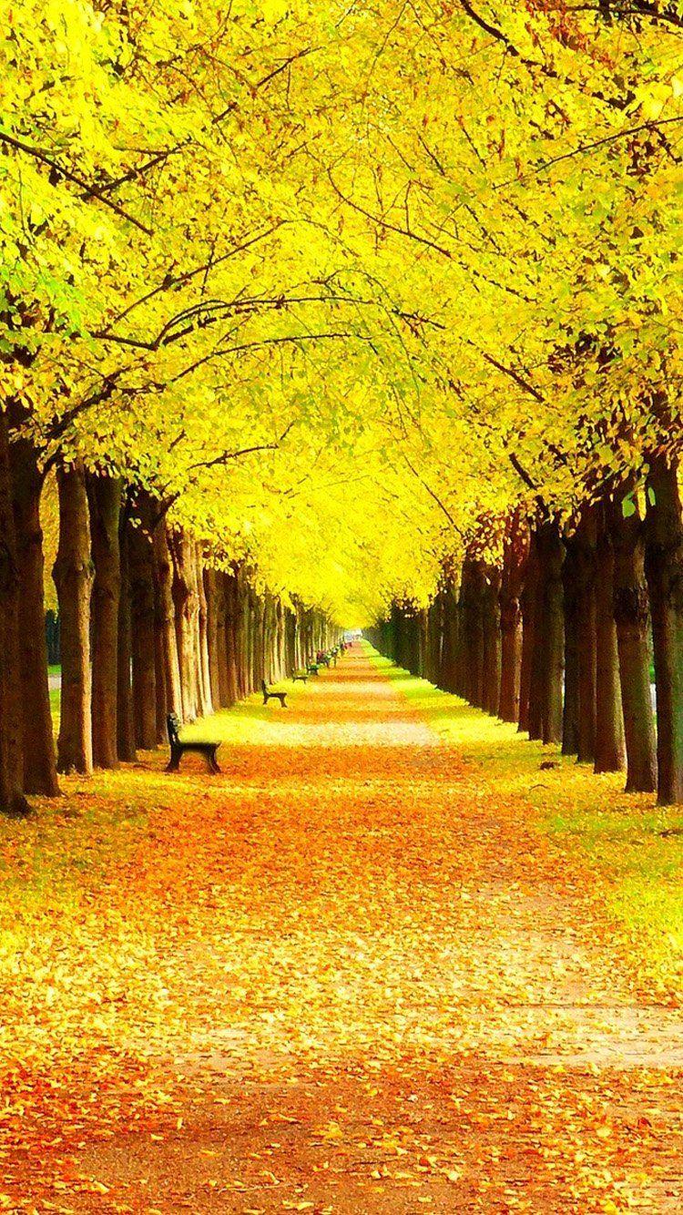 Yellow Forest Wallpapers - Top Free Yellow Forest Backgrounds ...